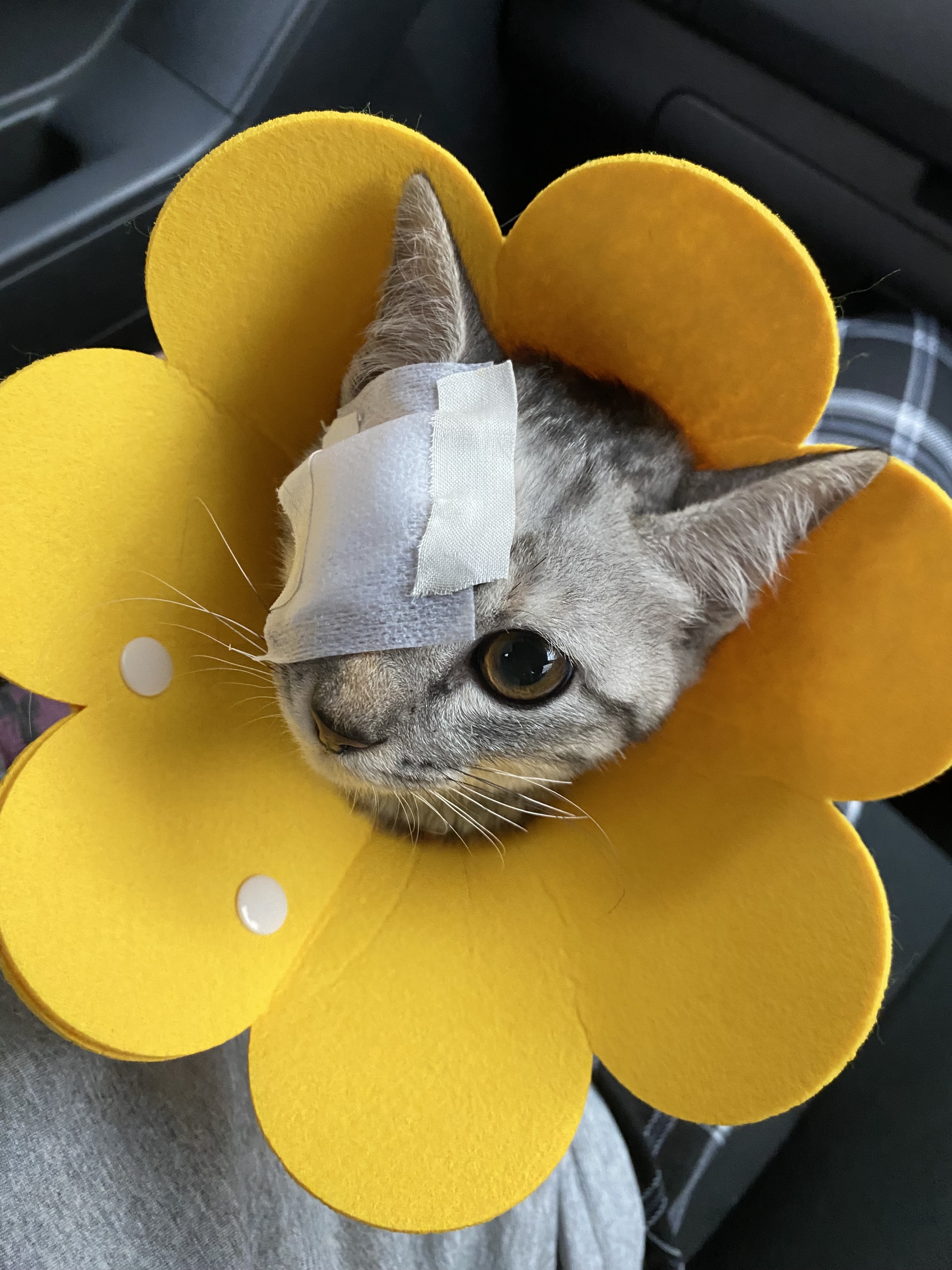 Happy Animal Hospital