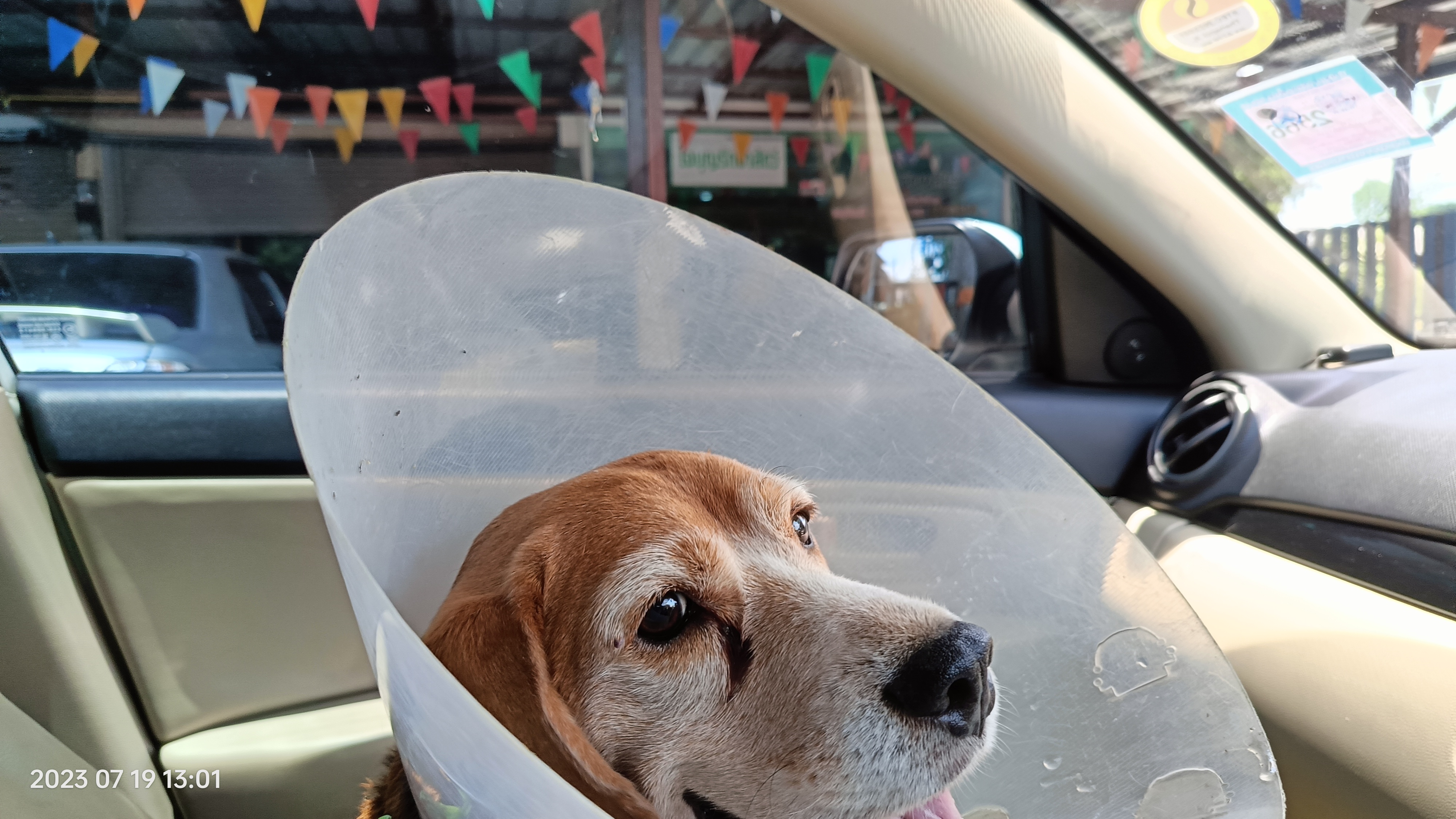 Charity Clinic for Animal Treatment
