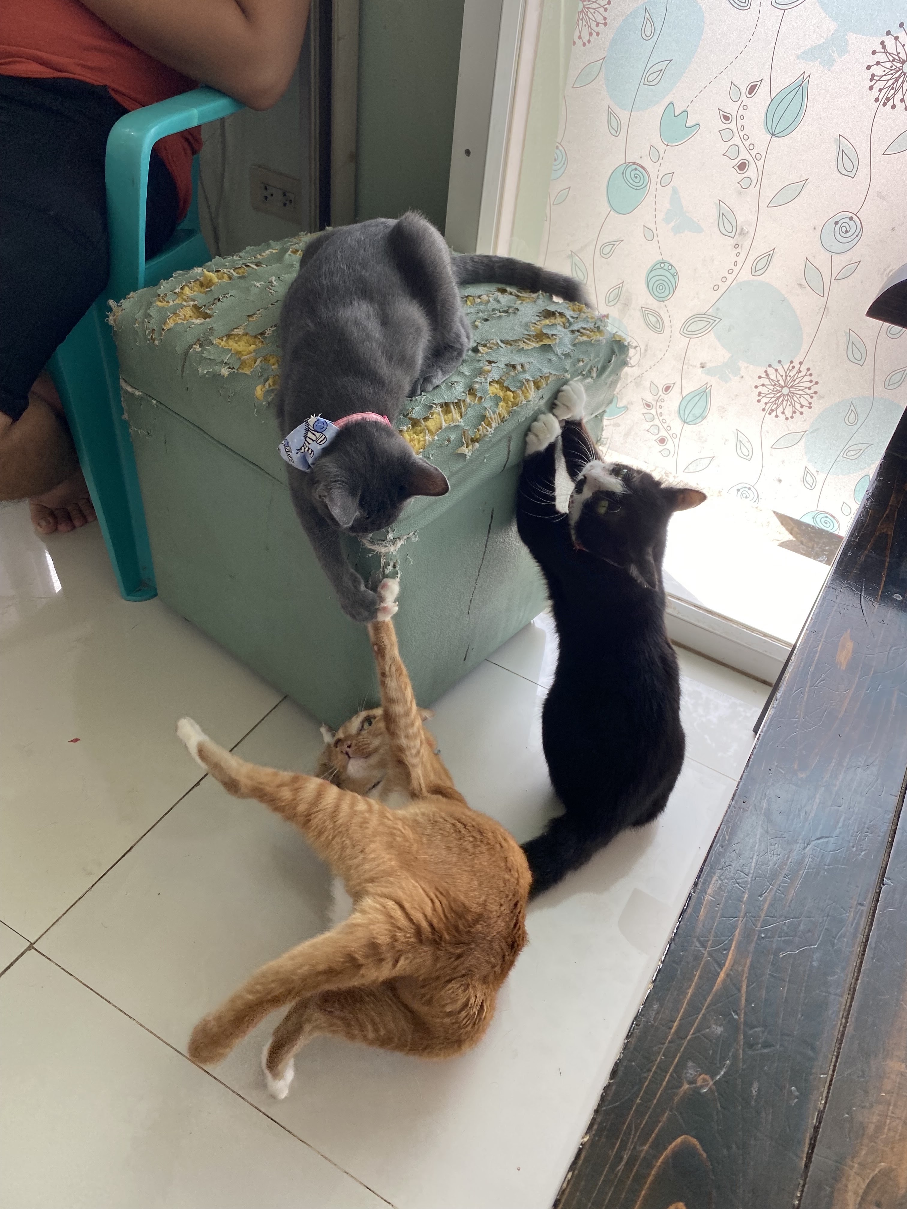 Charity Clinic for Animal Treatment