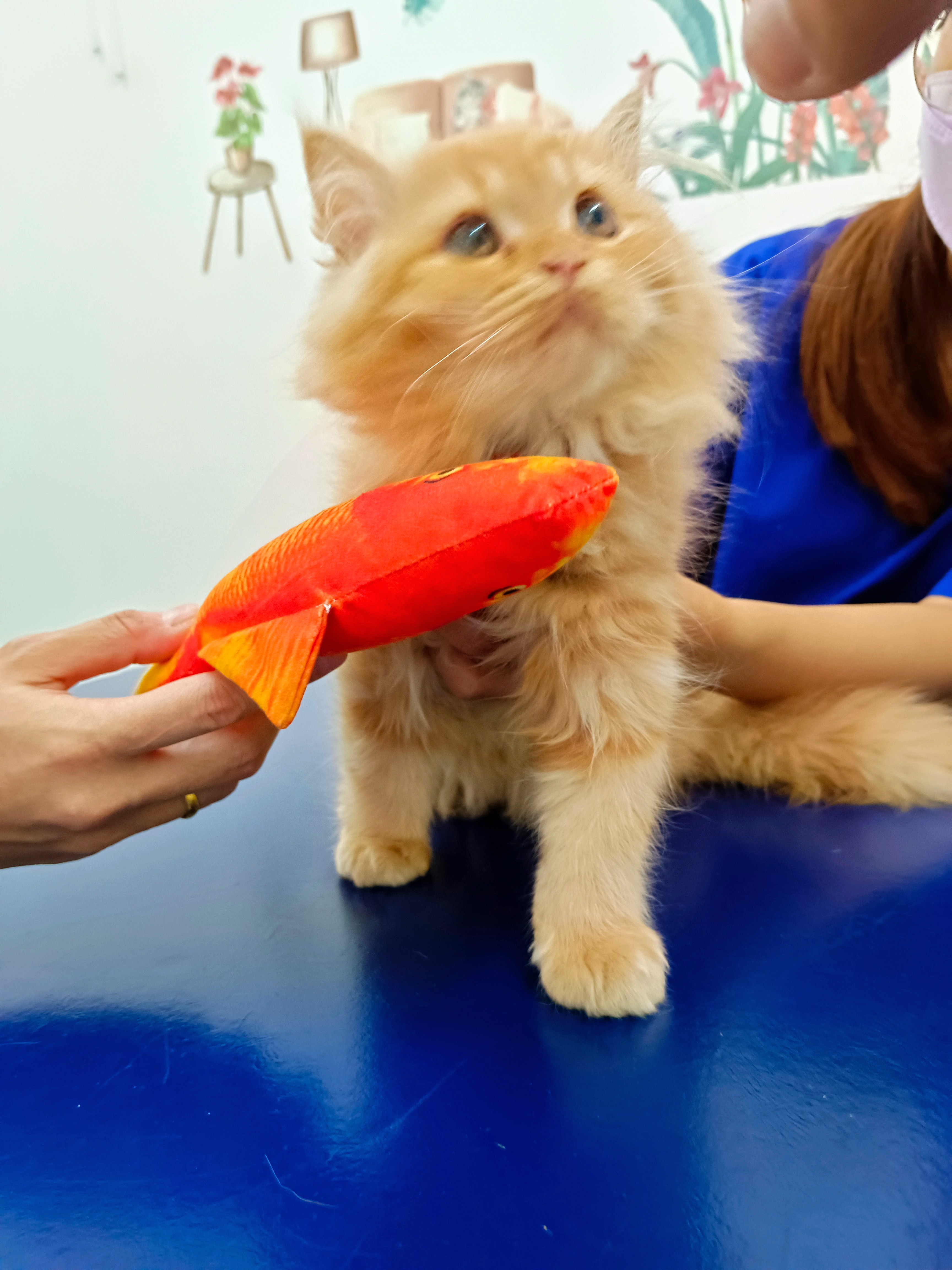 Sansuk House Animal Treatment