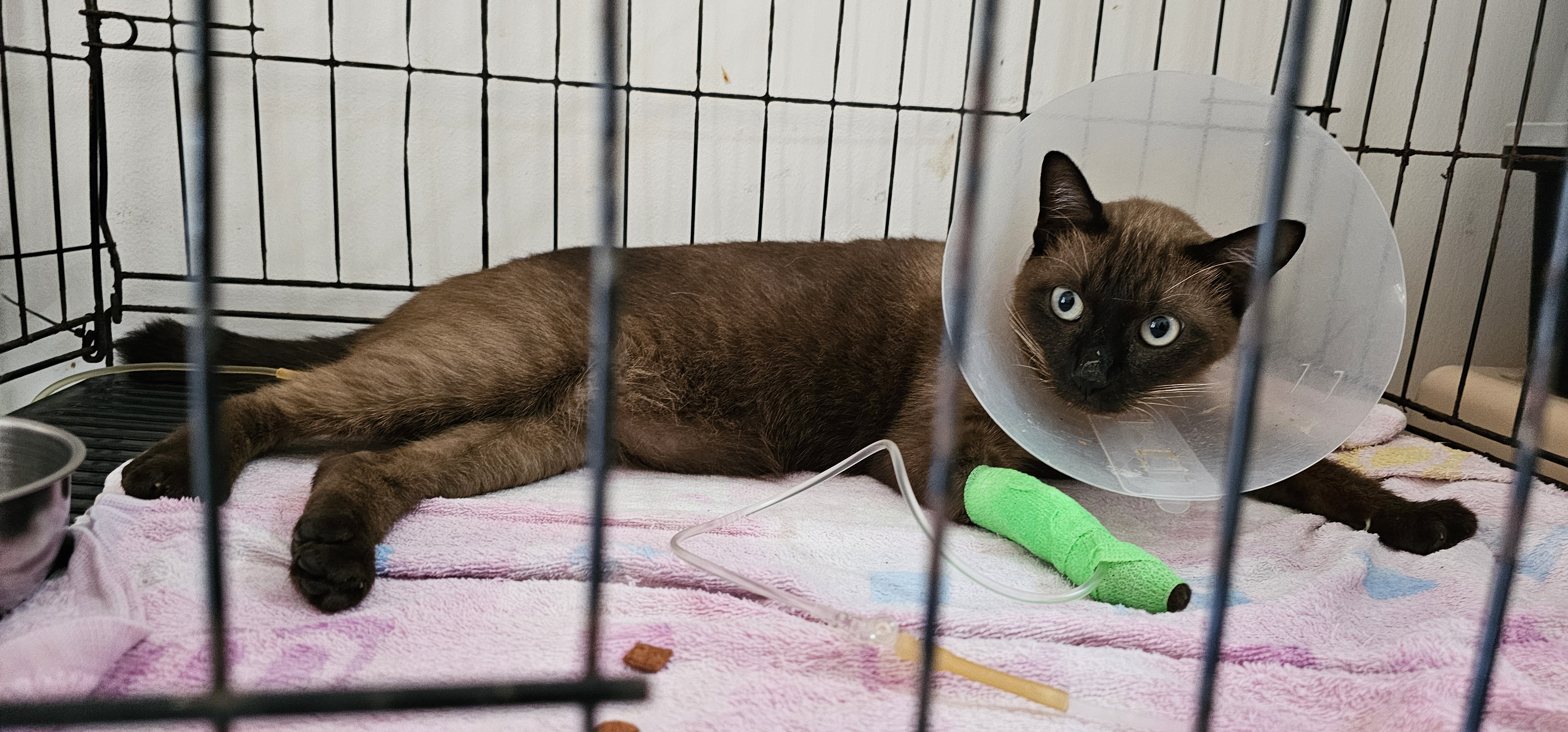 Animal Treatment Clinic