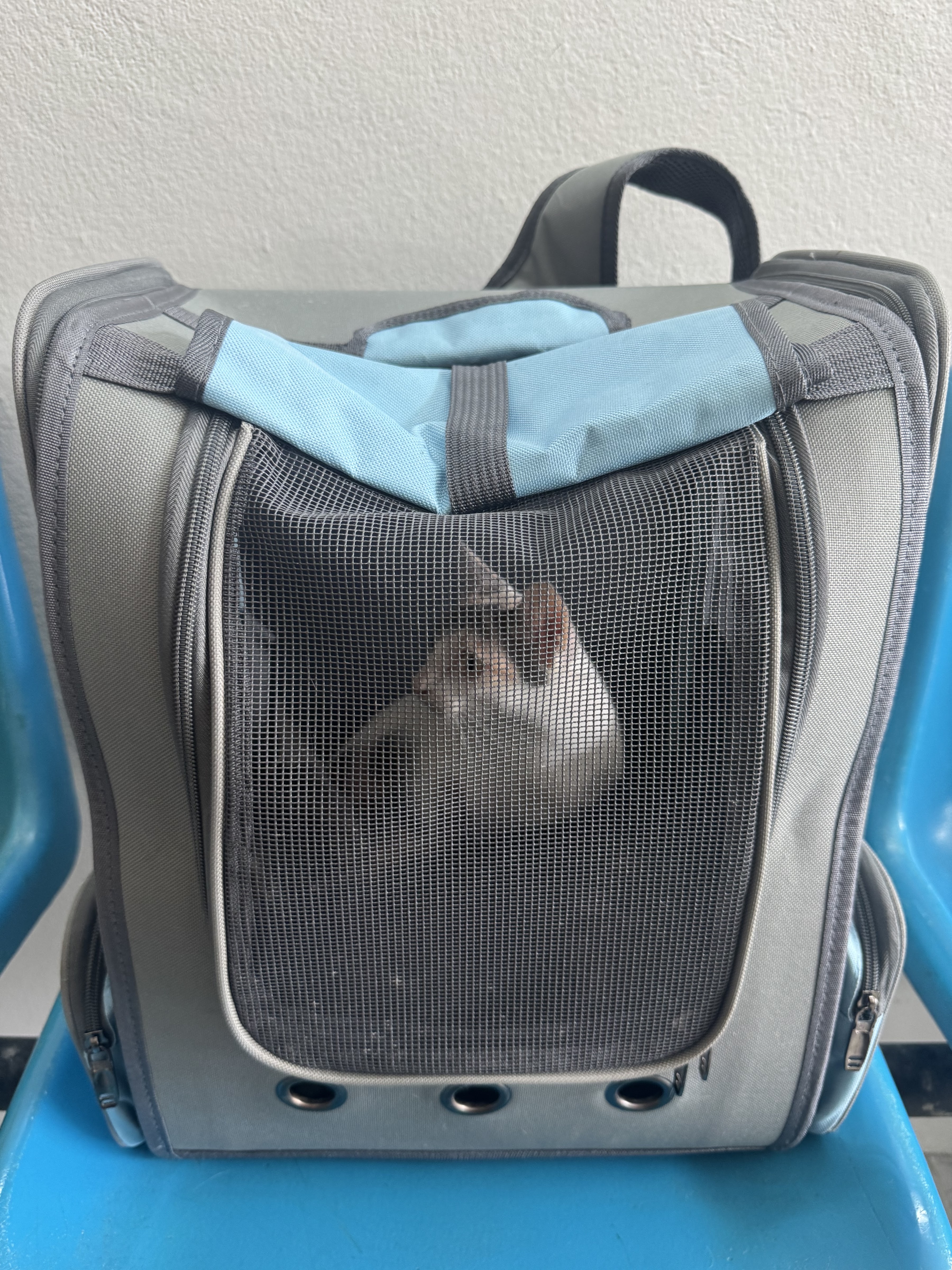 Mae Jo Veterinarian