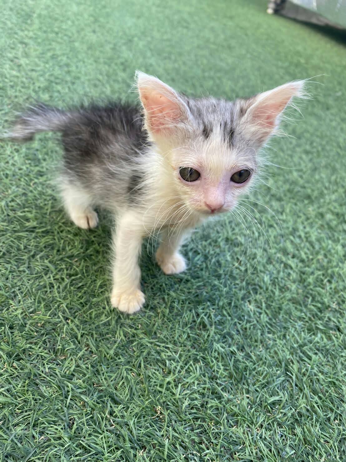 Healthy Animal Love Clinic