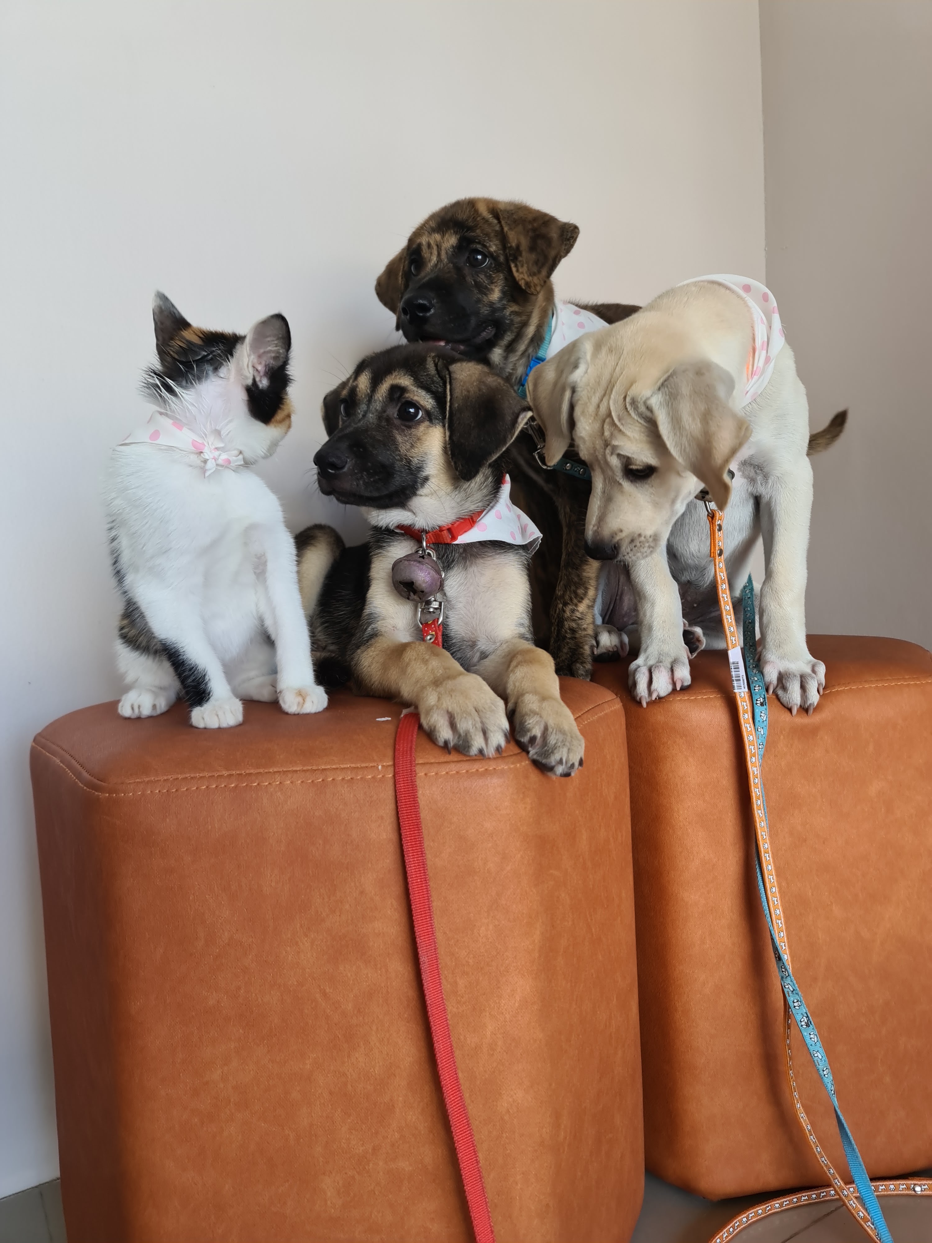 Bancho Sukjai Pet Clinic & happy cat hotel