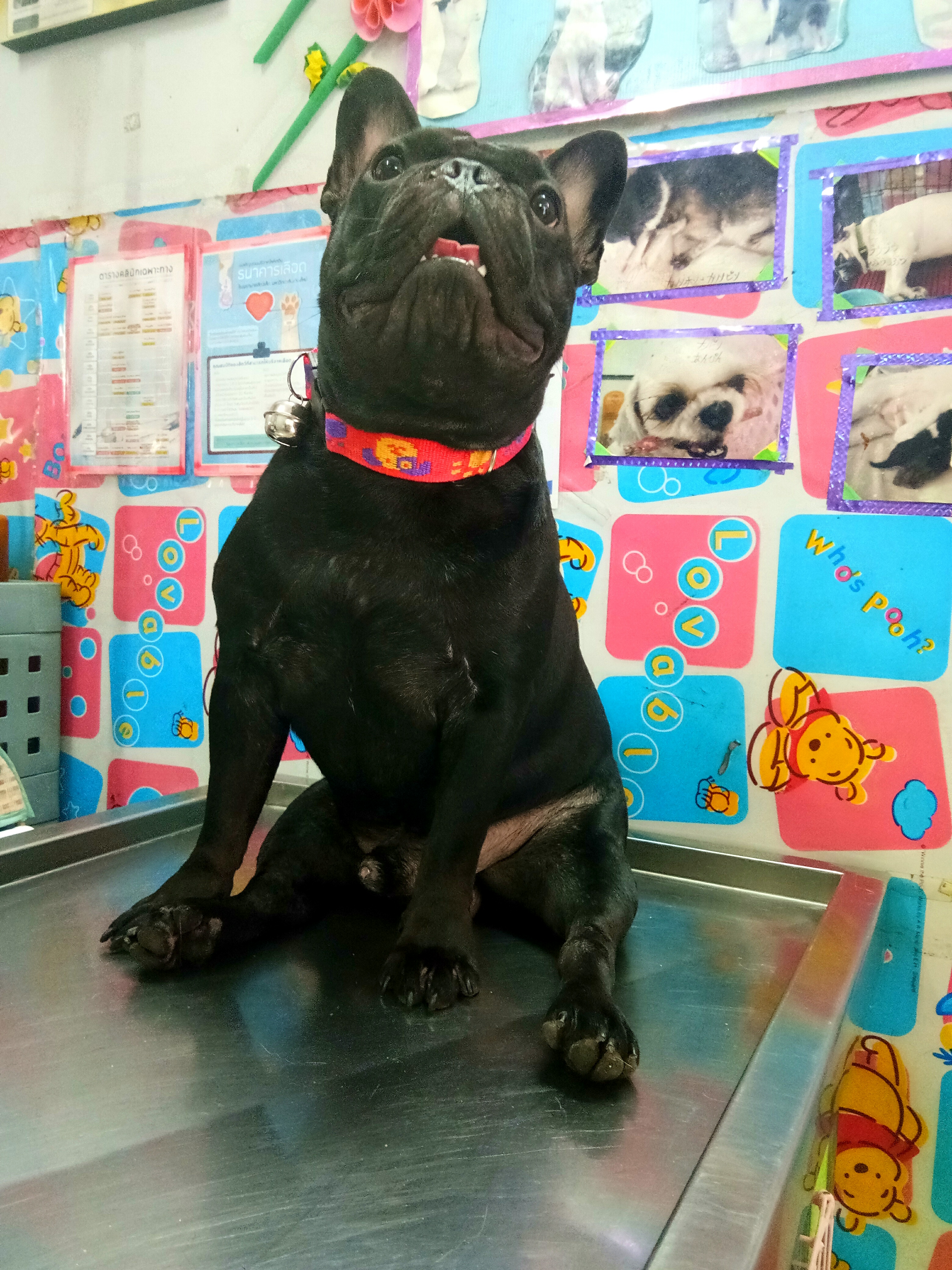 Four-legged veterinary house