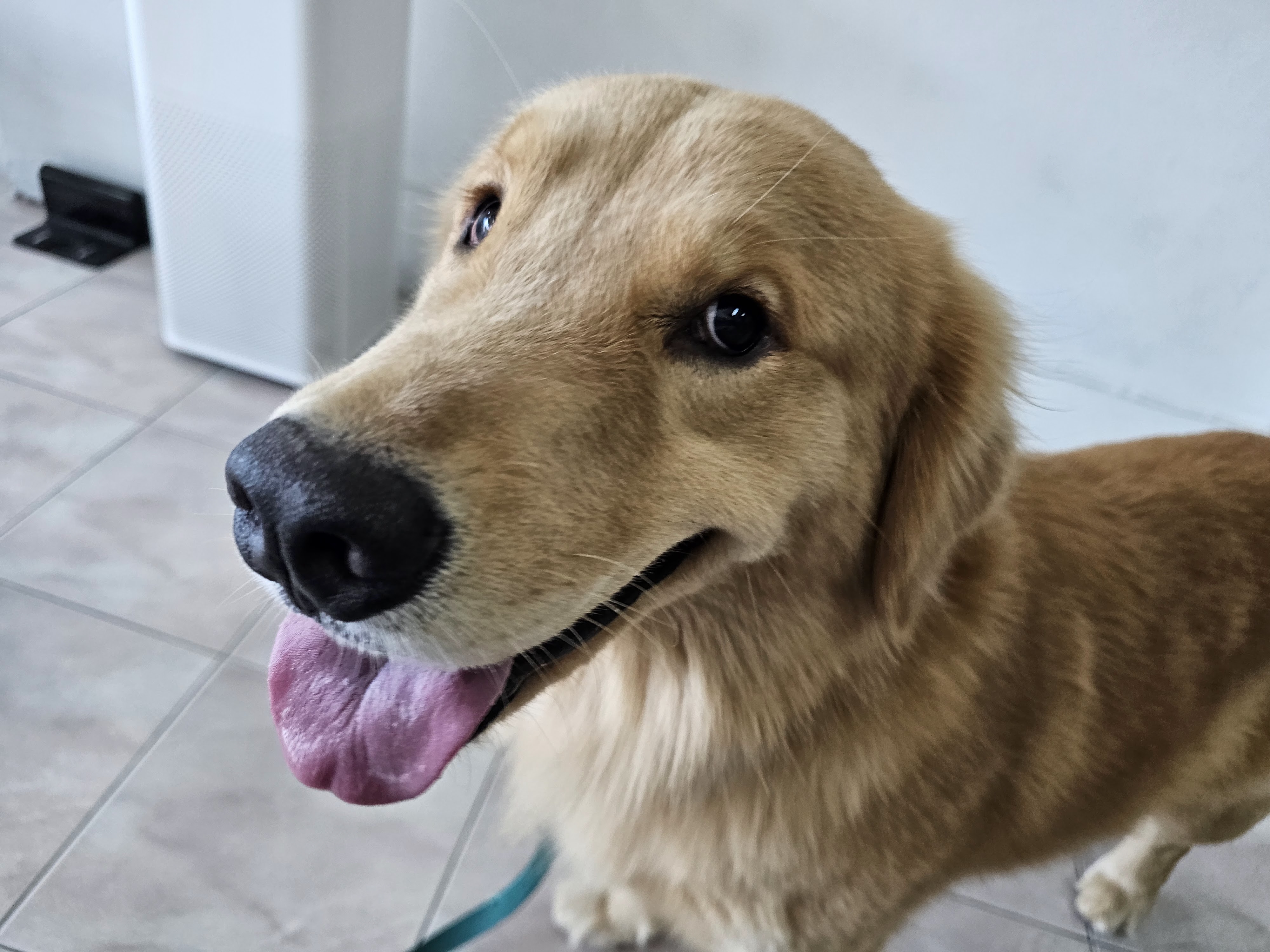 ACC Animal Treatment