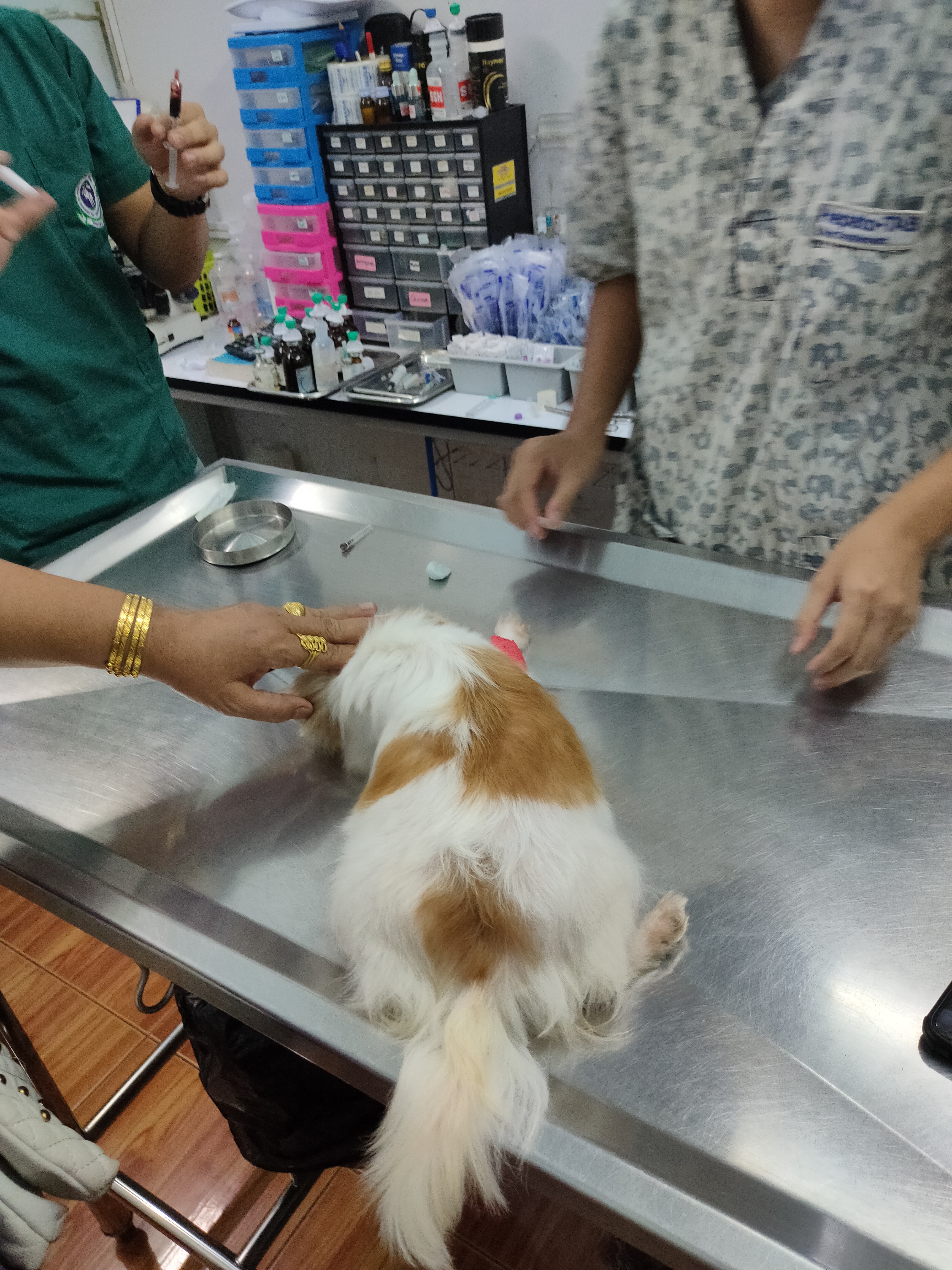 Veterinary Medicine