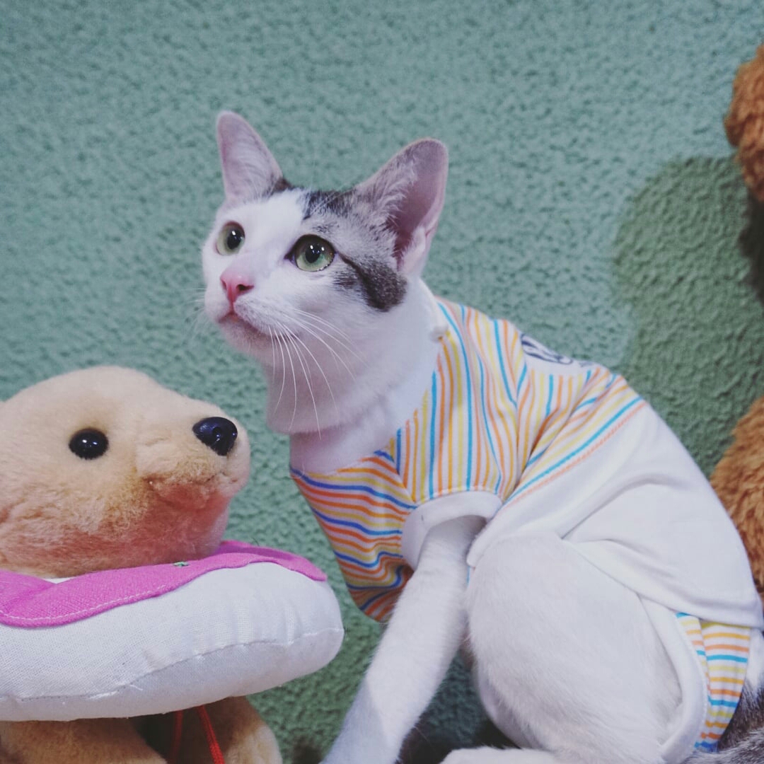 Cat clinic / Sasi Cat Craft