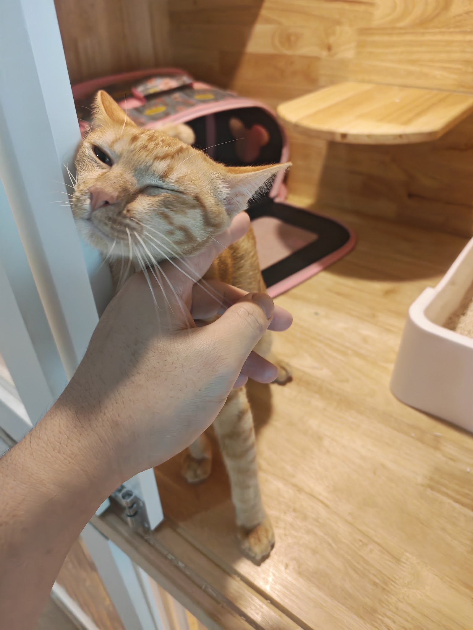 Charconar Cat Hotel & Home Coffee