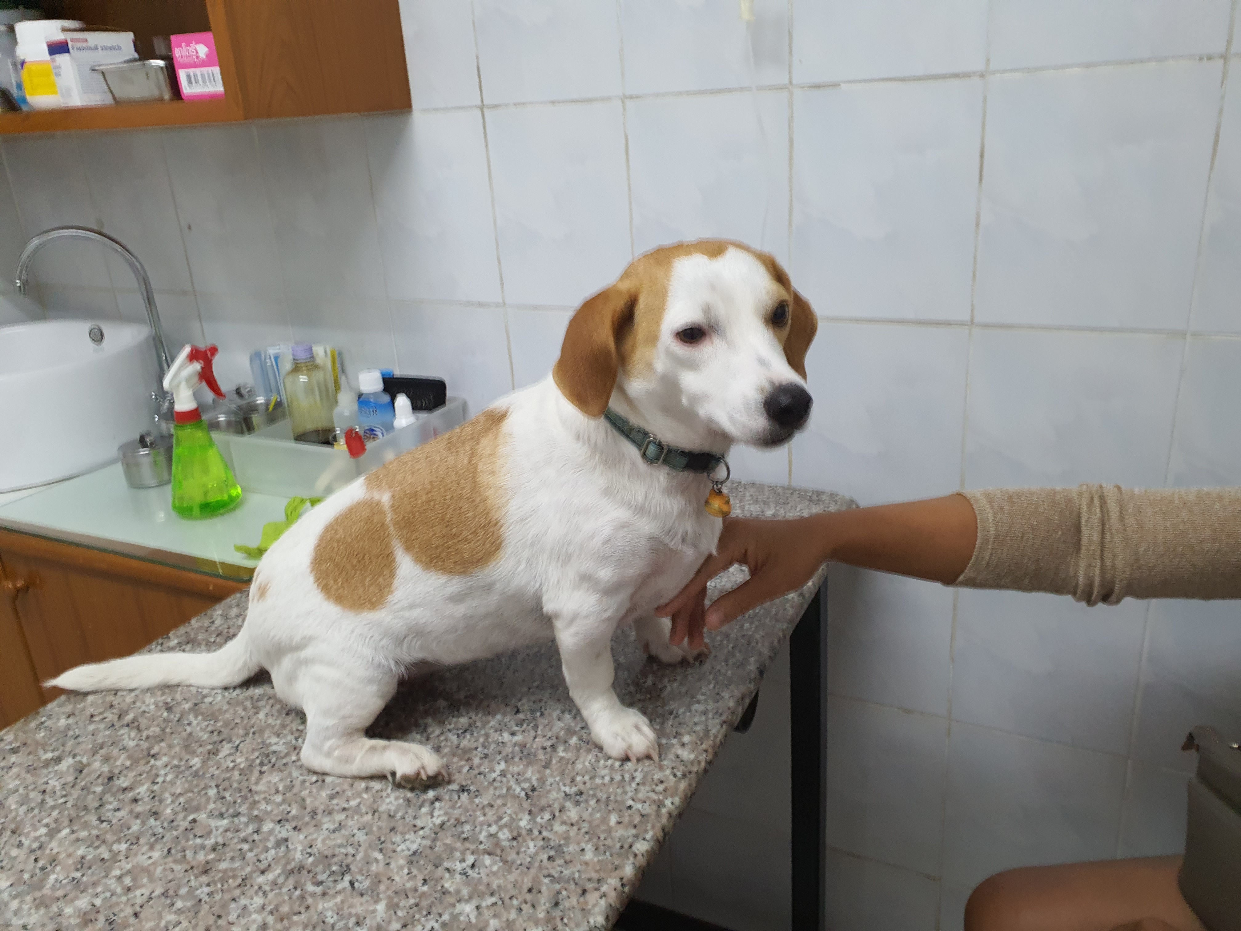 Chiang Mai Airport Animal Hospital