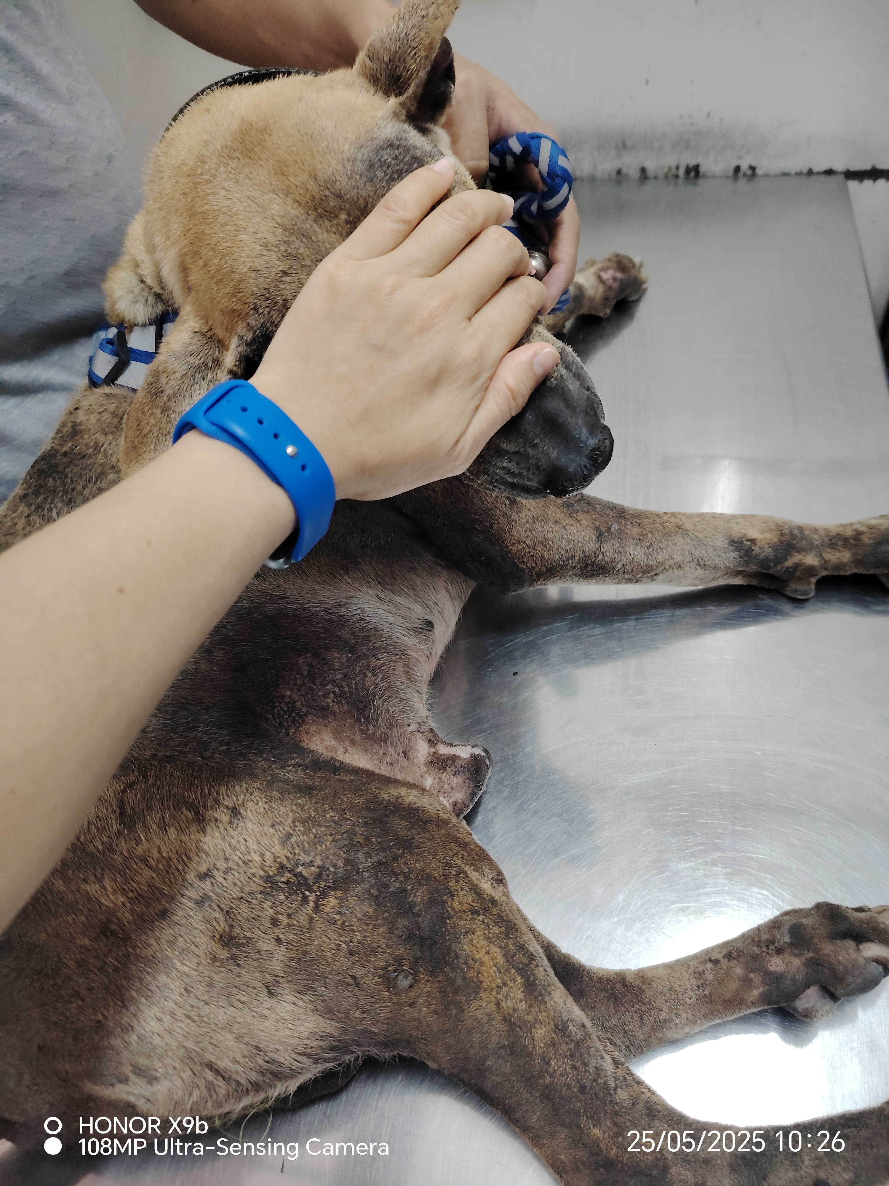 Chiang Mai Chotana Veterinary Hospital