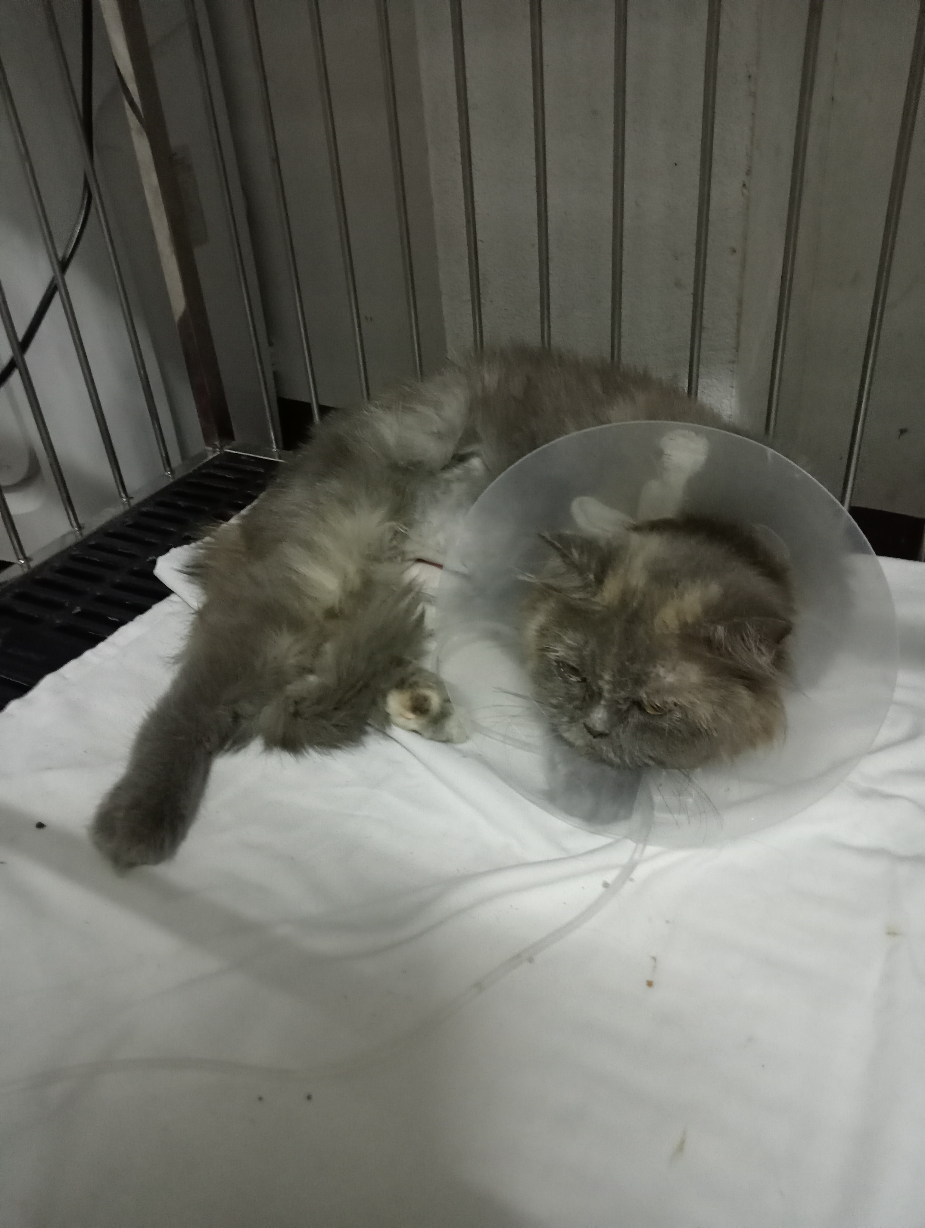Chiang Mai-Sanpatong Animal Hospital