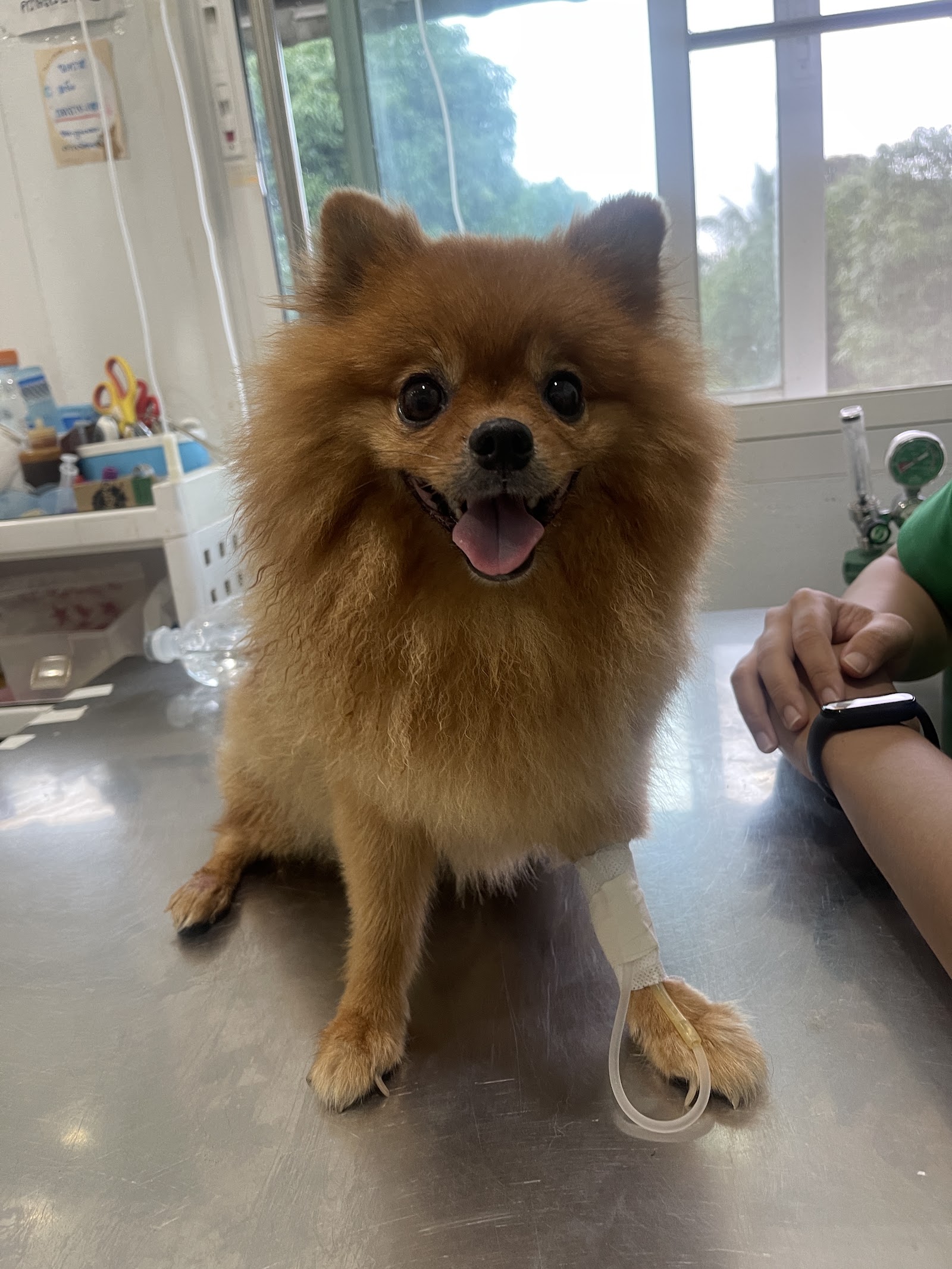 Donkaew Animal Hospital