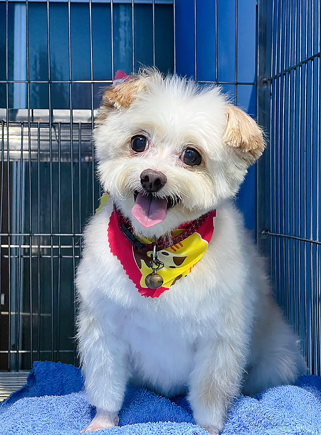 Dr.Rain Pet Care Clinic