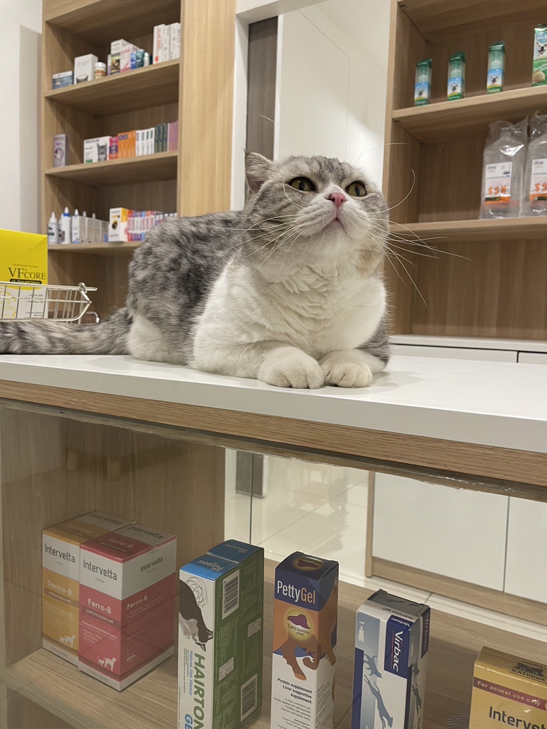 KENTA Pet Care