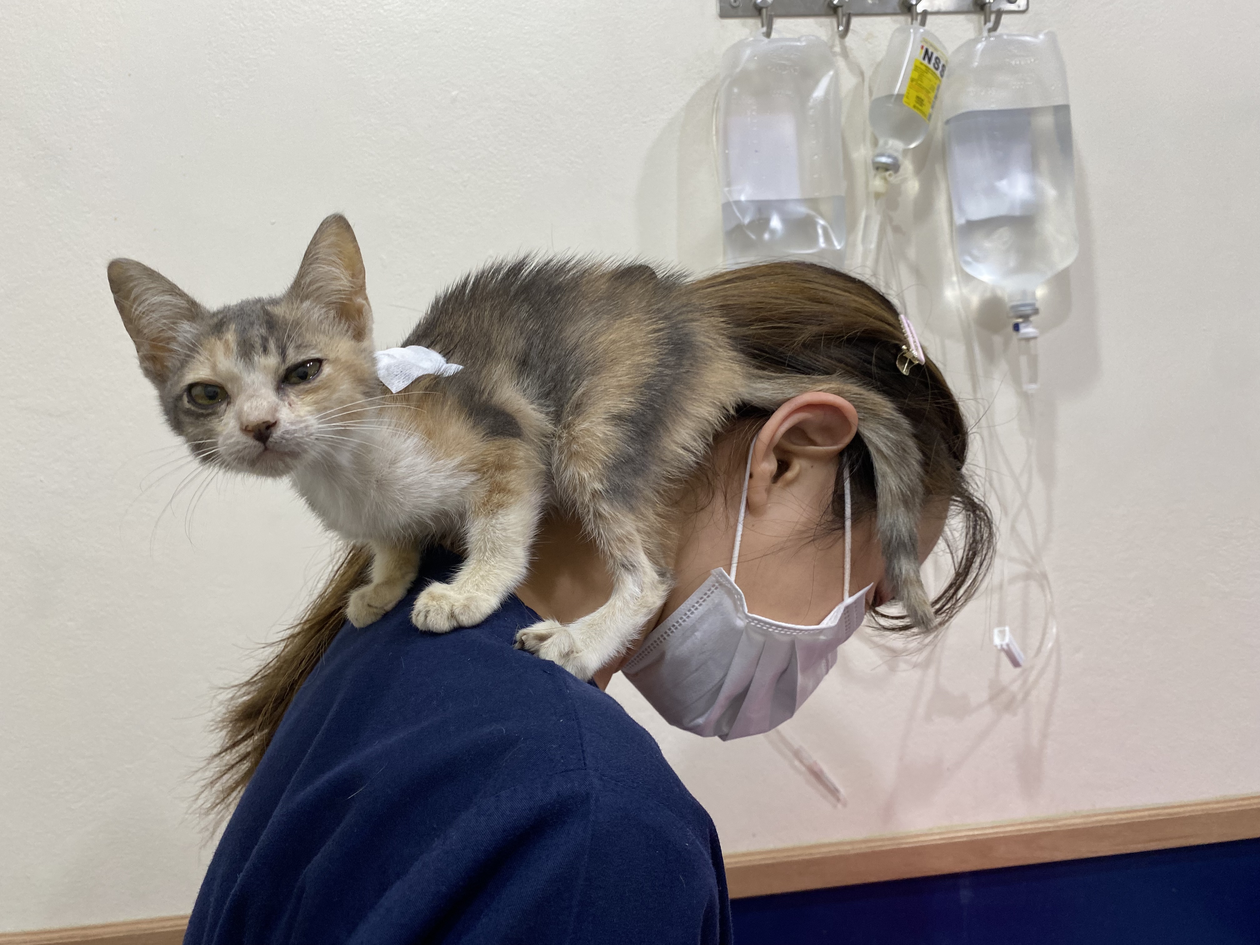 Mao Mao Pet Clinic