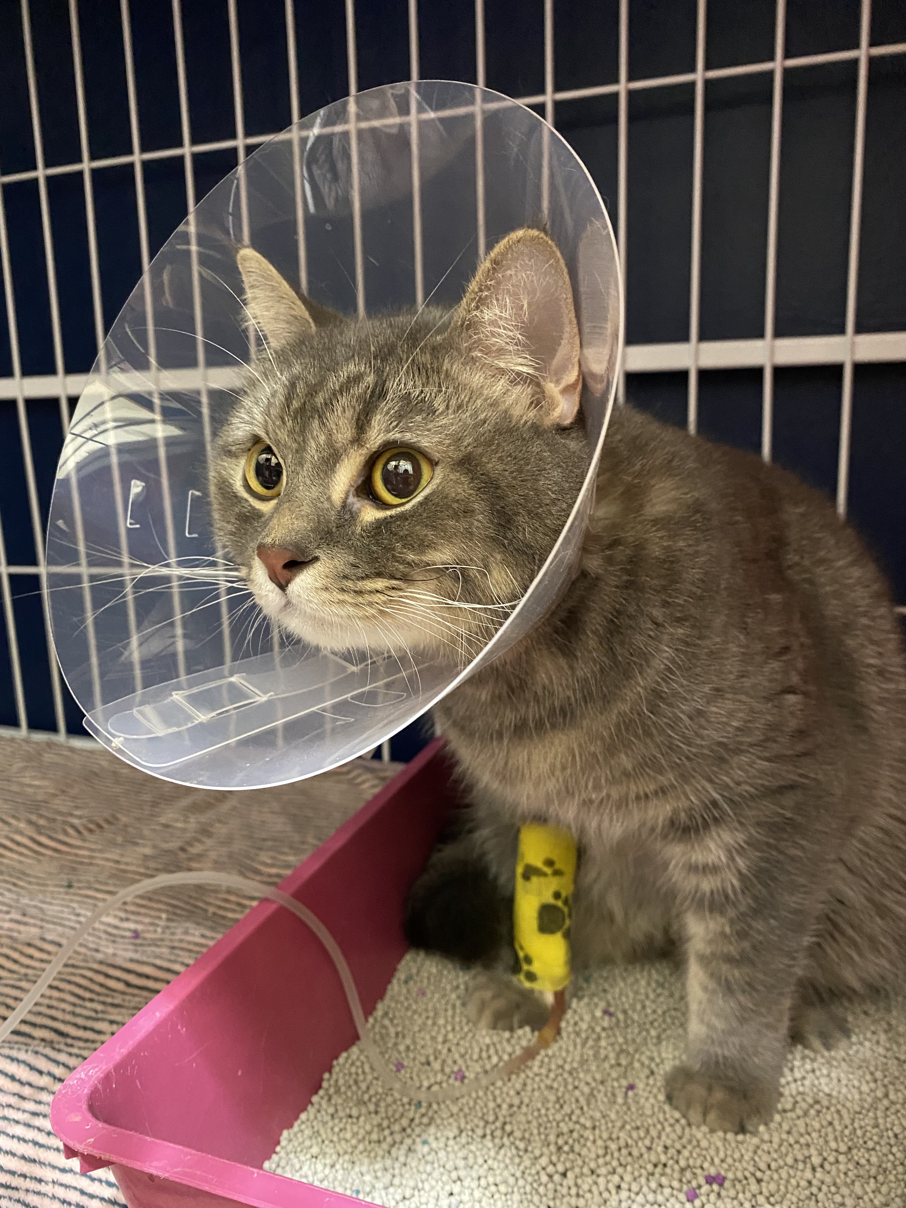 Mao Mao Pet Clinic