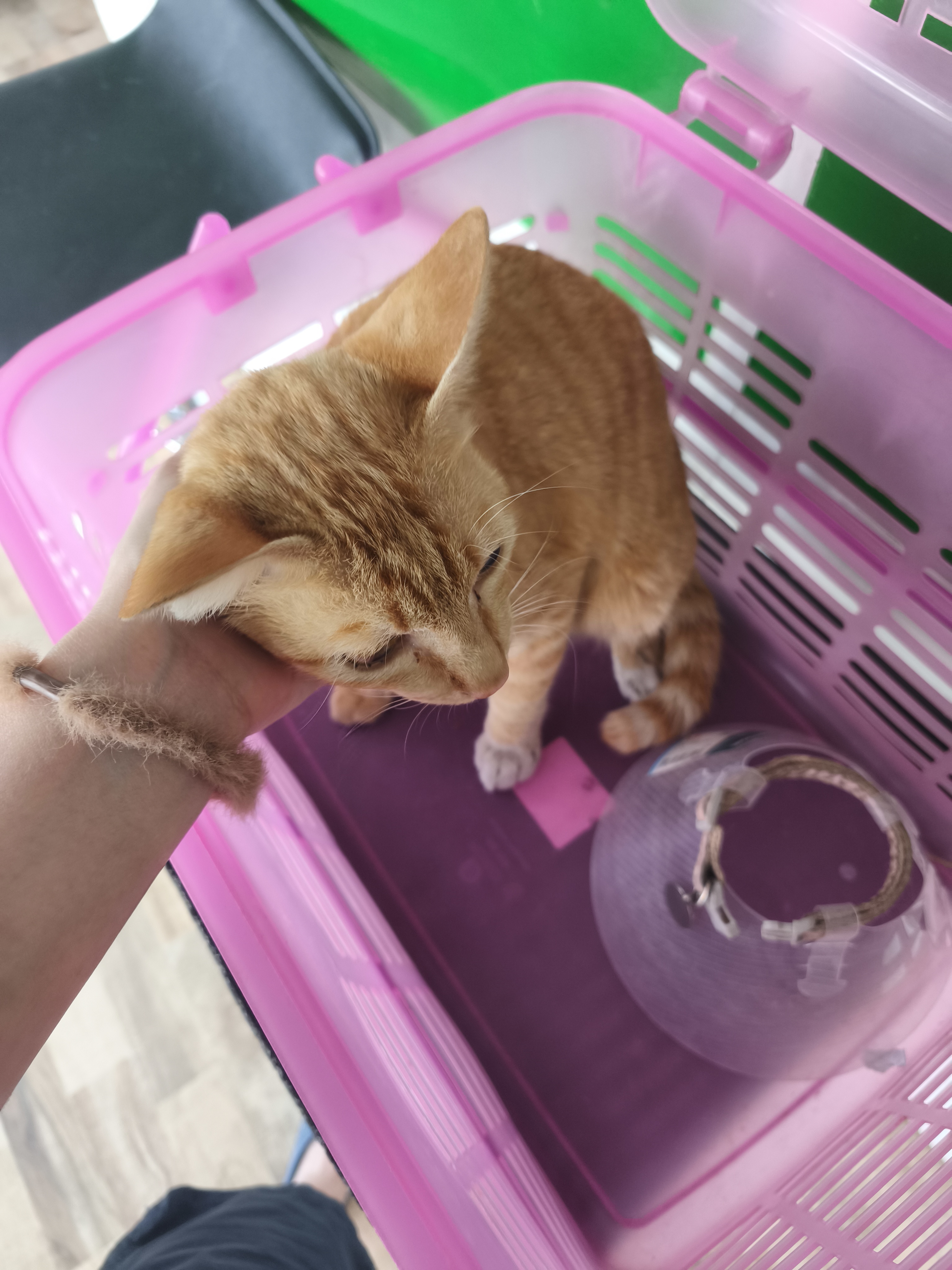 Namping Pet Care