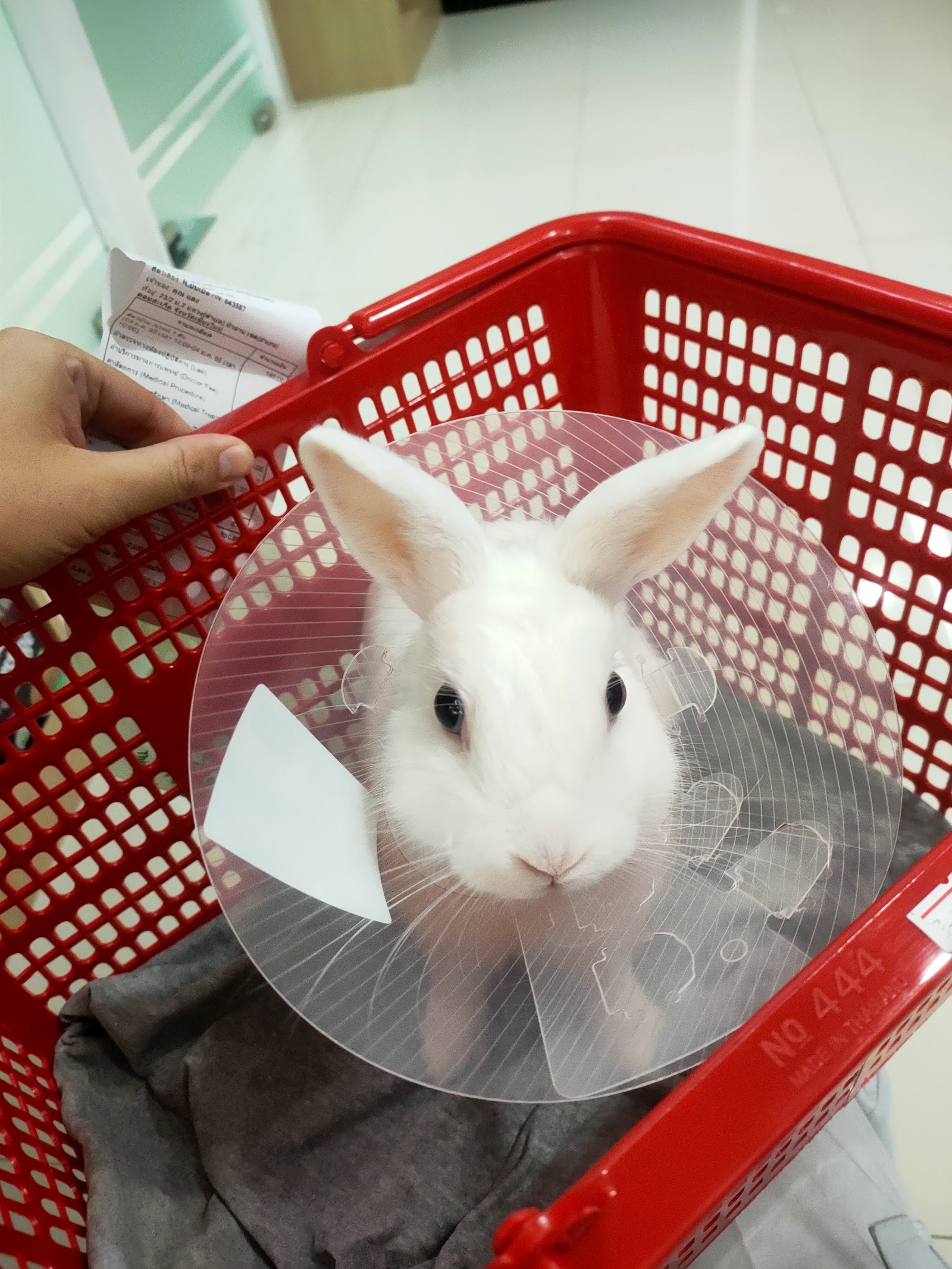 Nana Animal Hospital