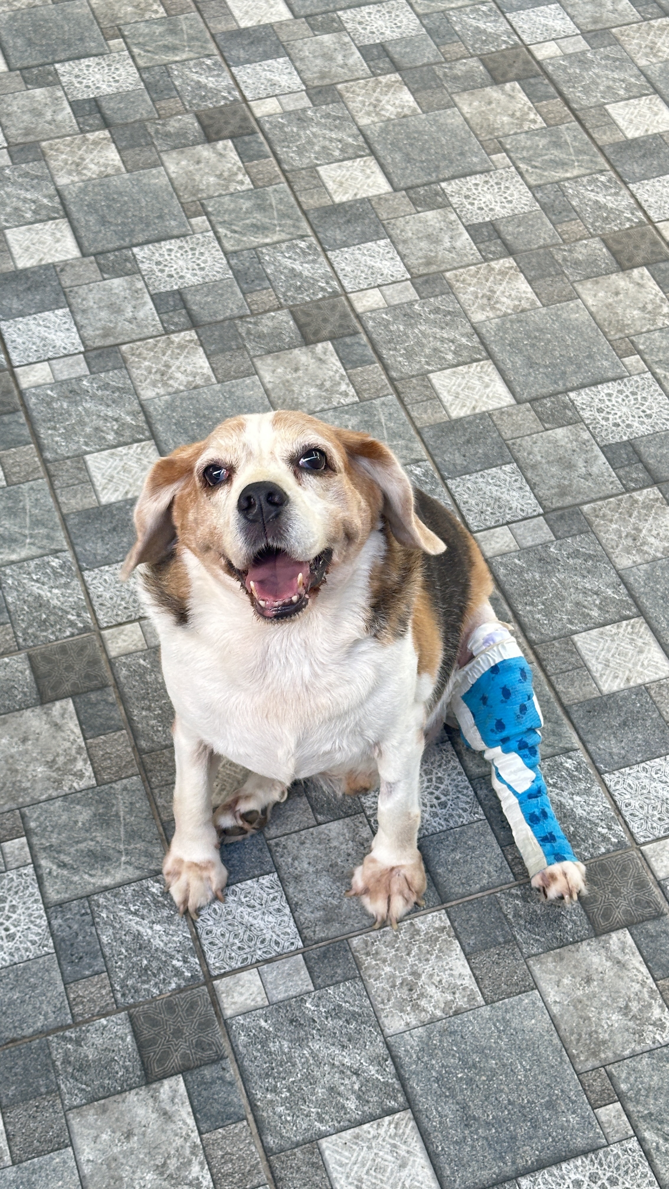 Paws Space Pet Hospital