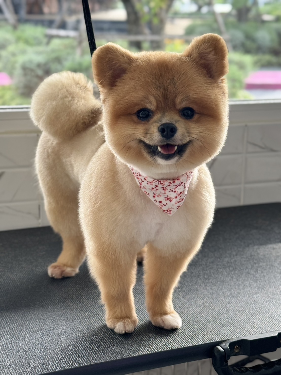 PET FUUSHA PET HOSPITAL