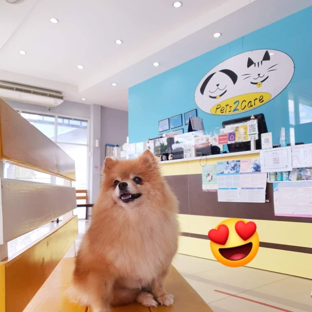Pets 2 Care