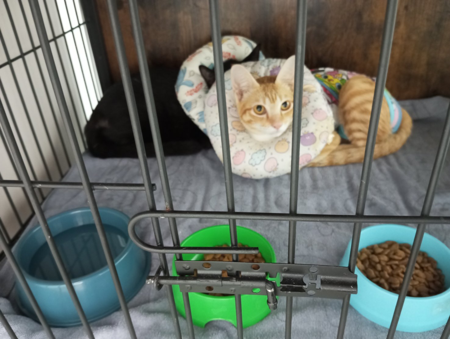 SPW pet clinic