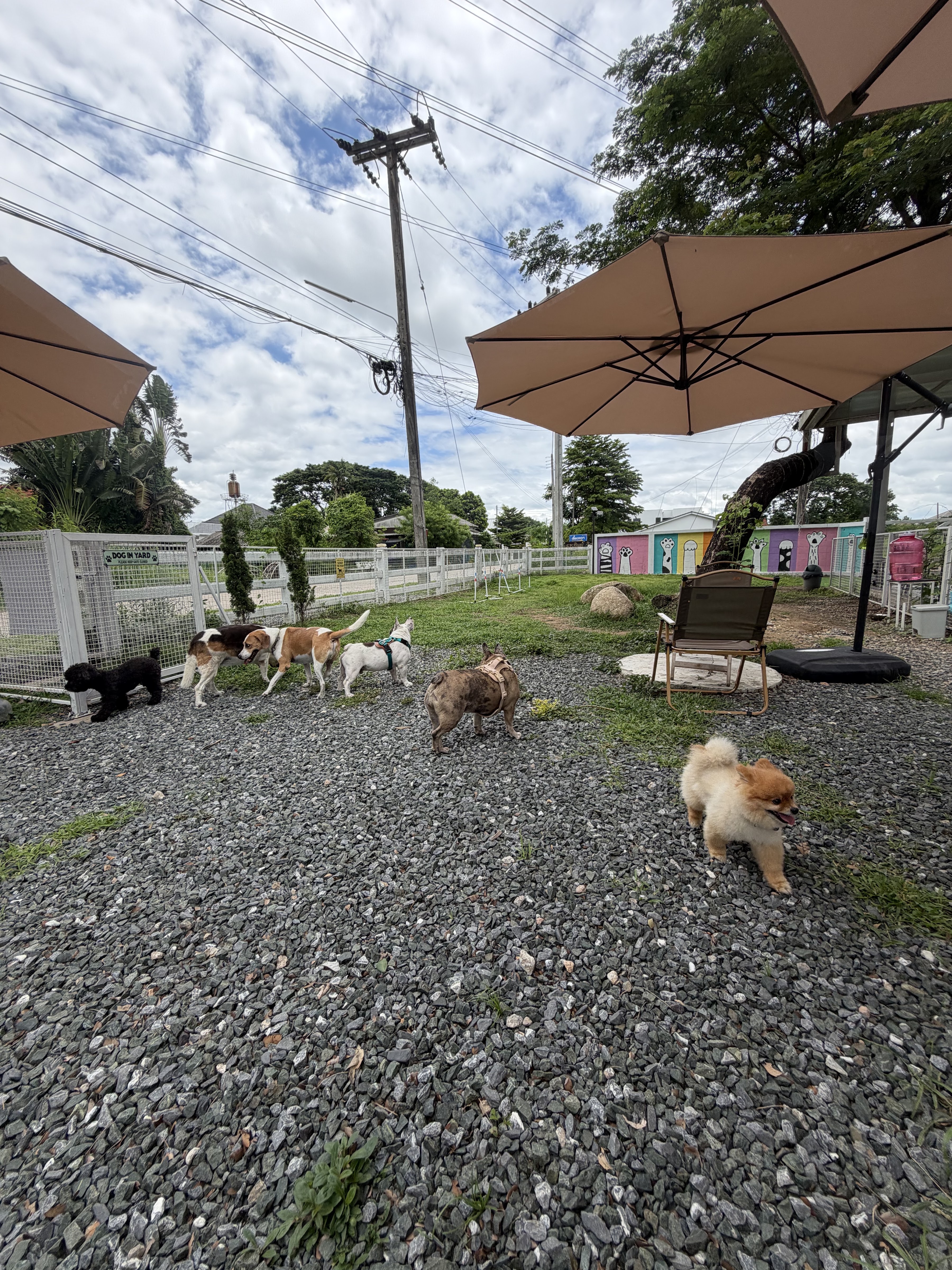 Starbarks Cafe and Playpark