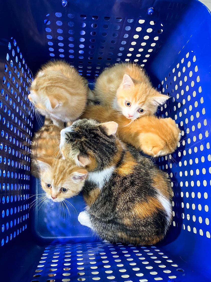 Takecare vet clinic