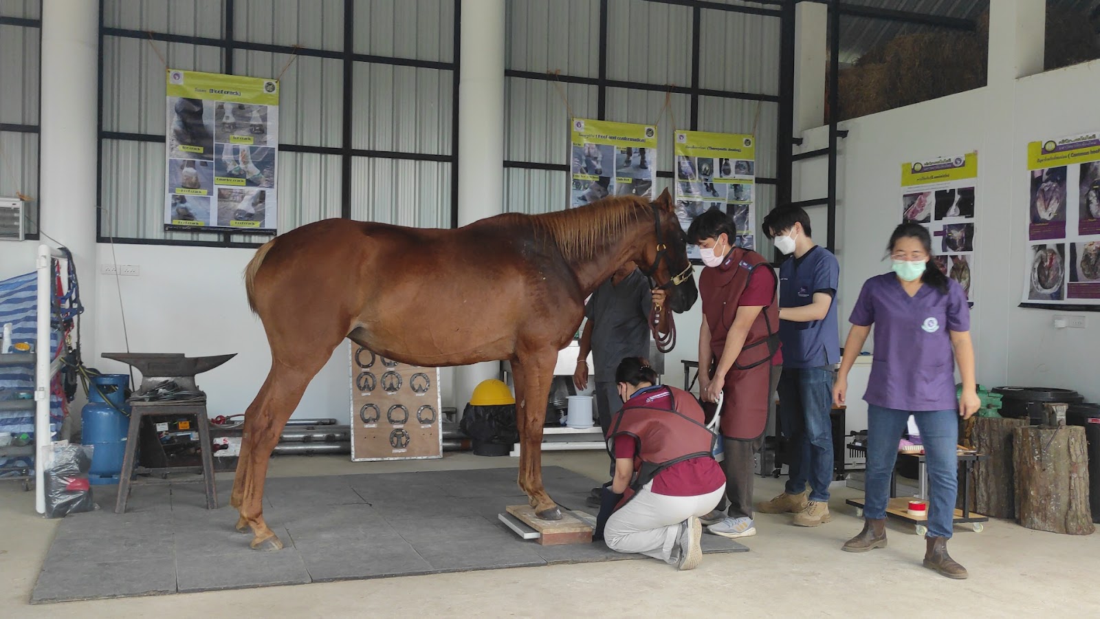 Tao Khum Animal Hospital Mae Malai