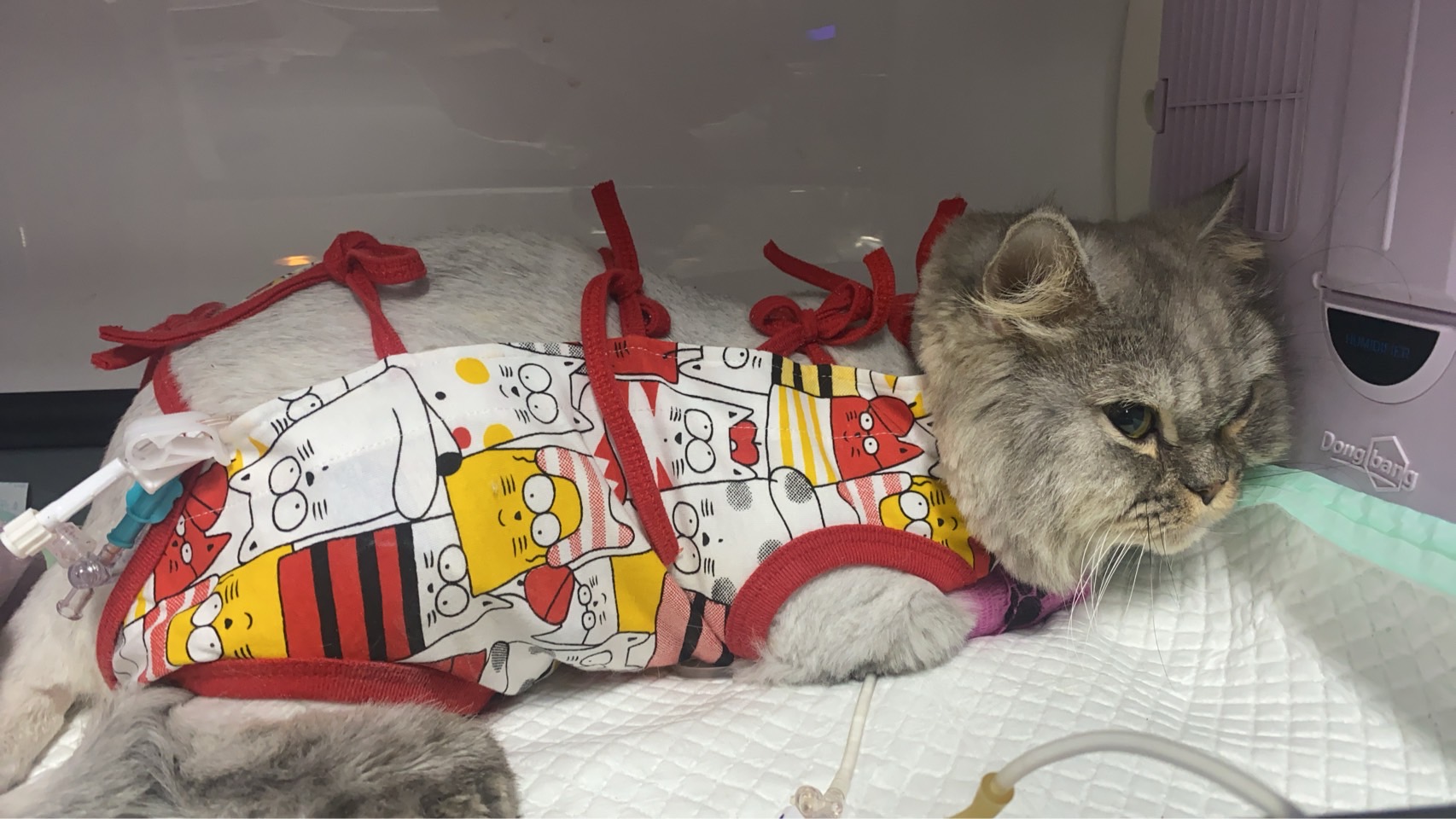 Tonyang Animal Hospital