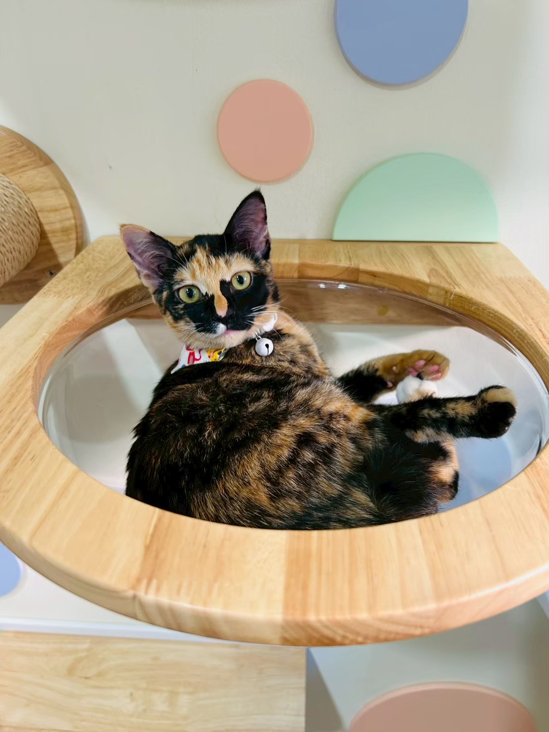 What The Pet : Pet Wellness Center