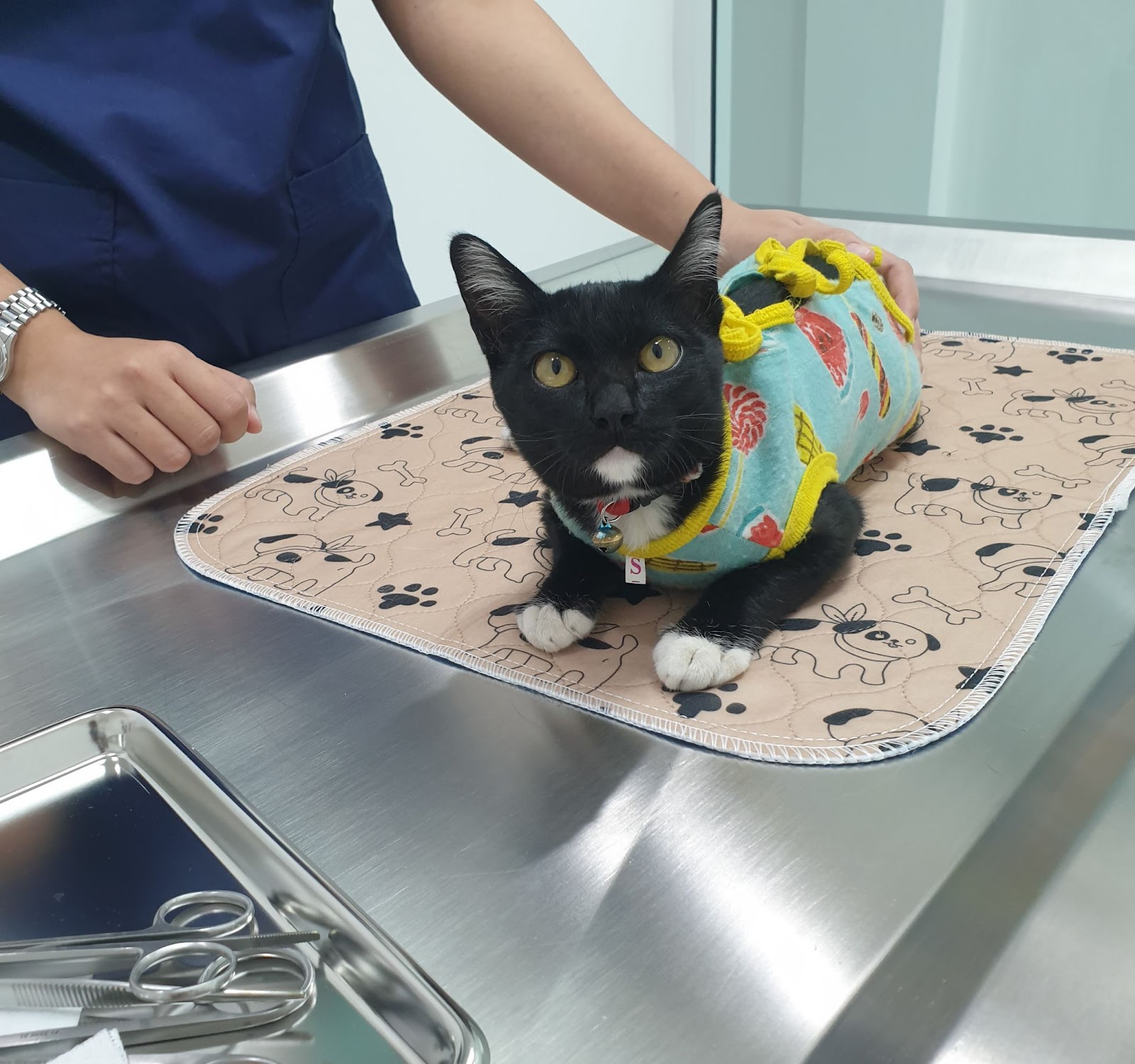 Yimyam Pet Clinic