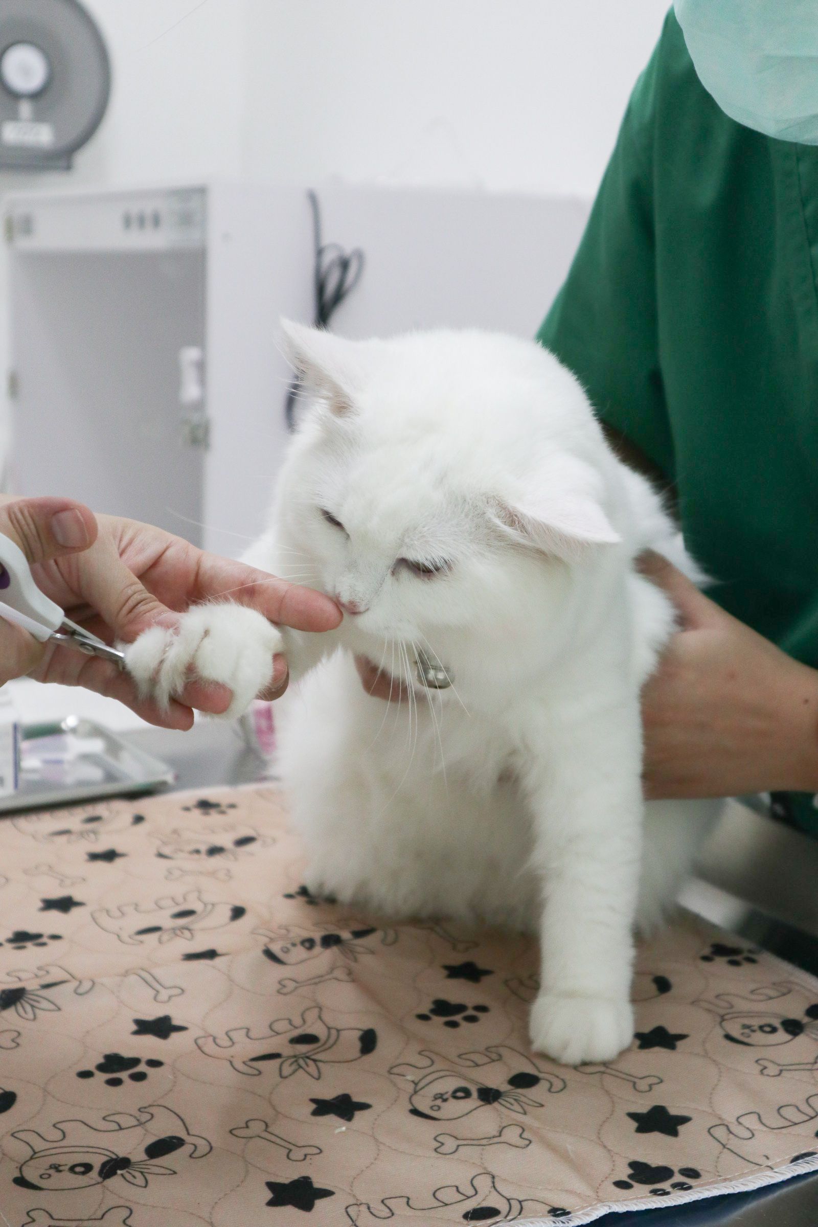 Yimyam Pet Clinic