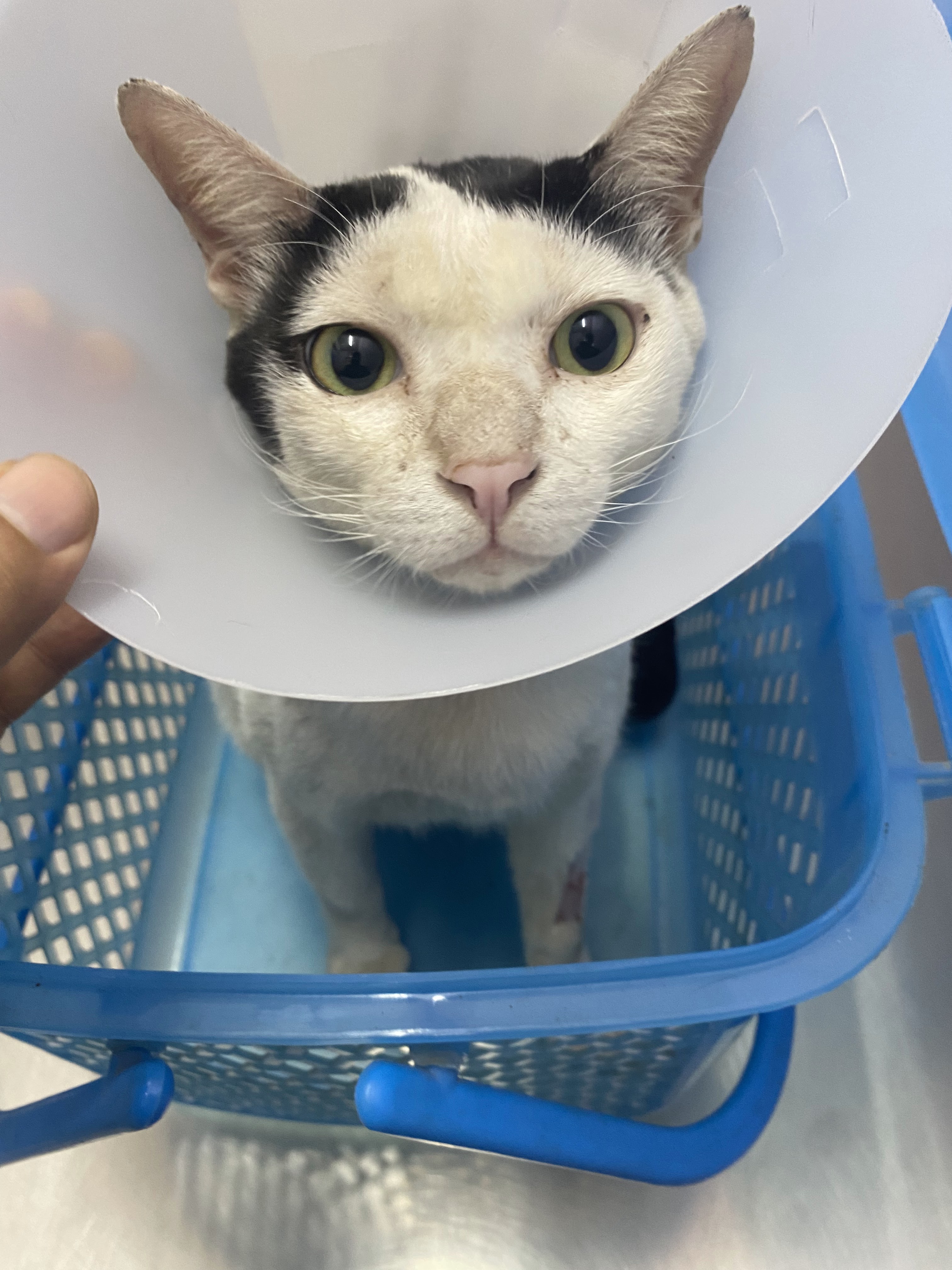 Veterinary Harmony
