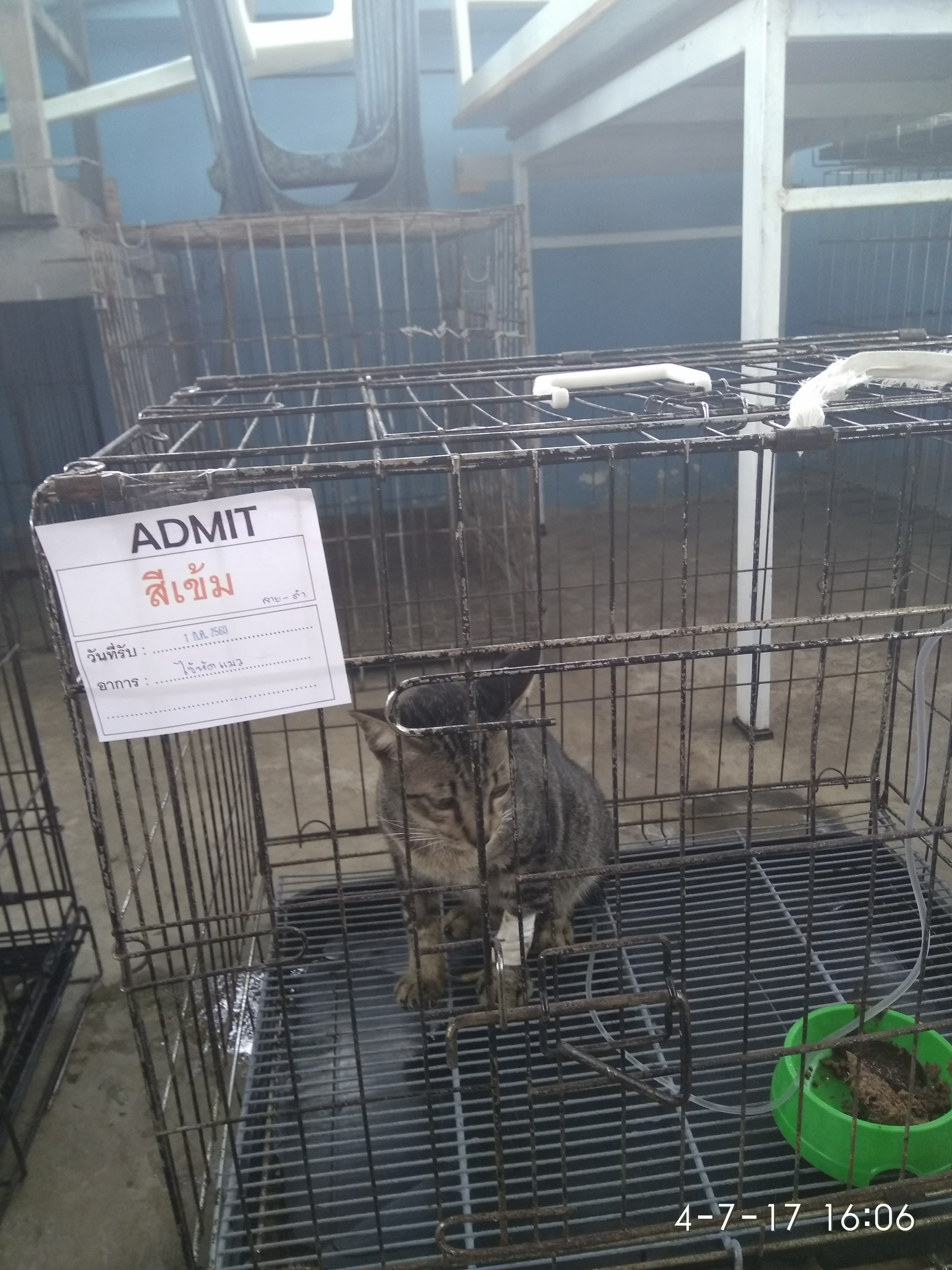 Home Tub and Veterinary Cat