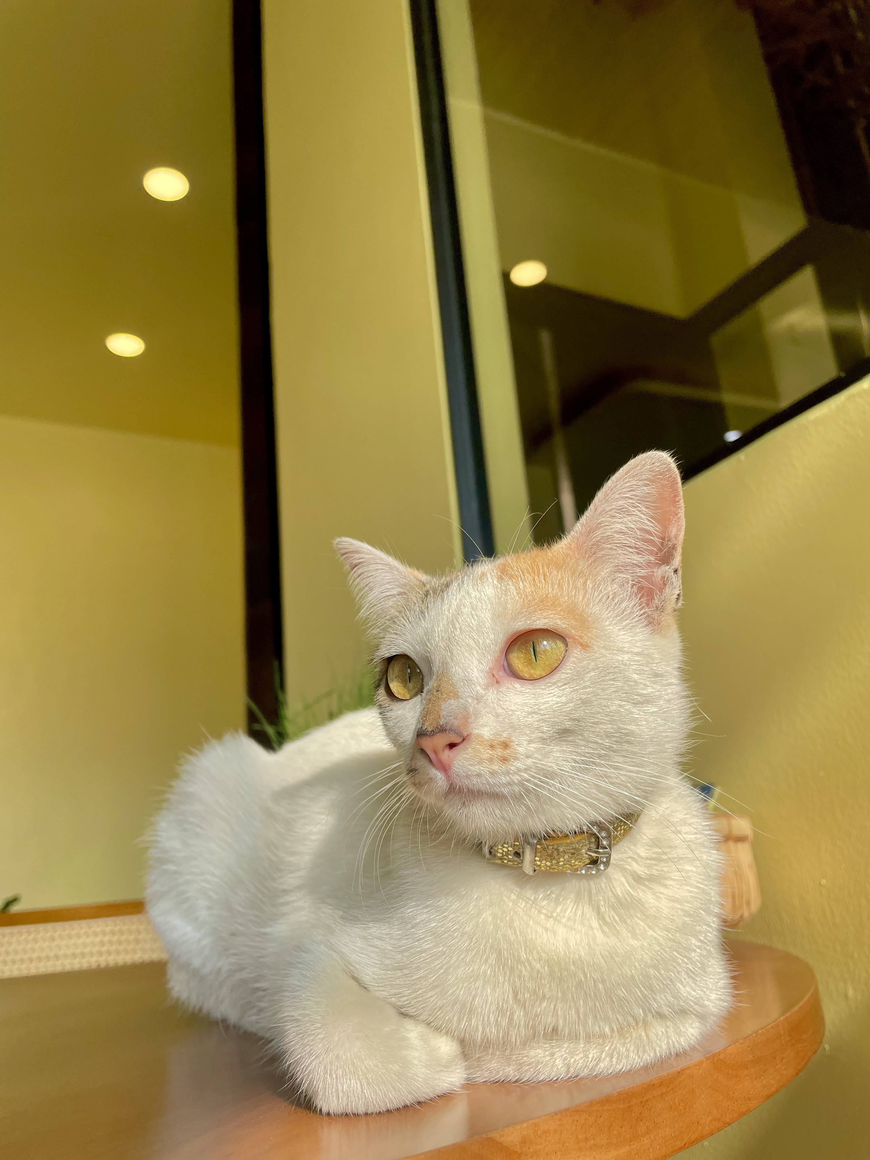 Khamluang Animal Treatment