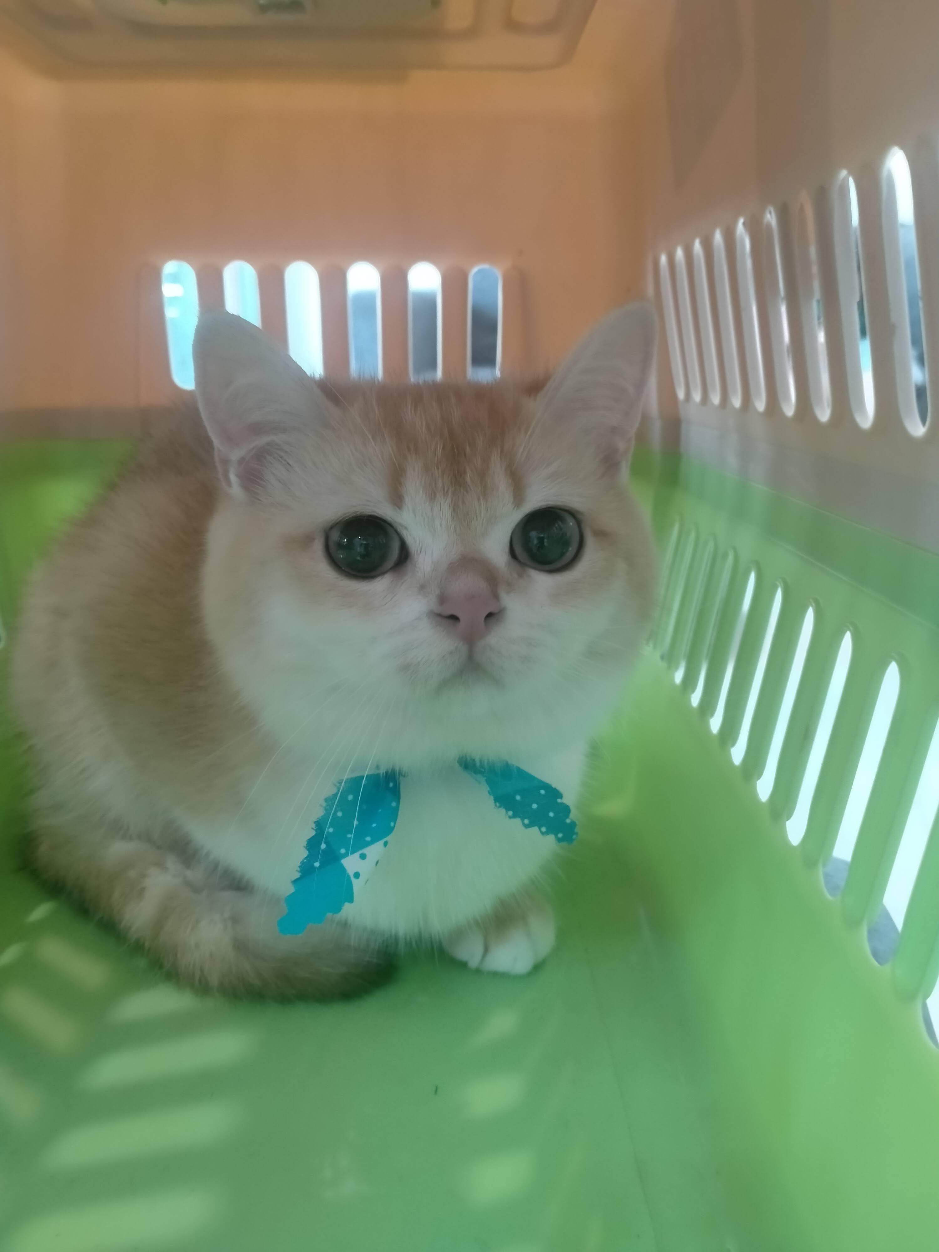 Kat Baan Mai Animal Hospital