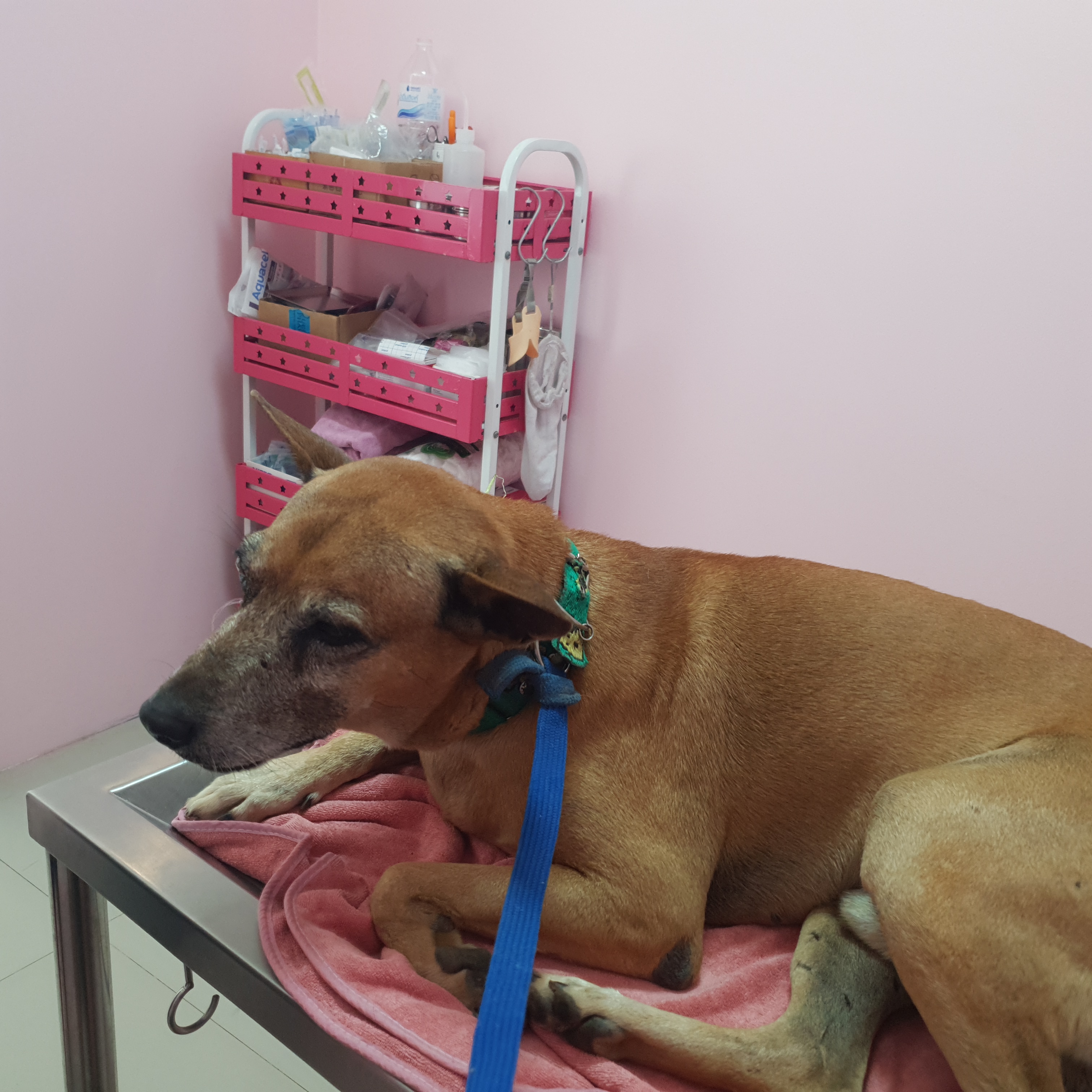 Kat Baan Mai Animal Hospital