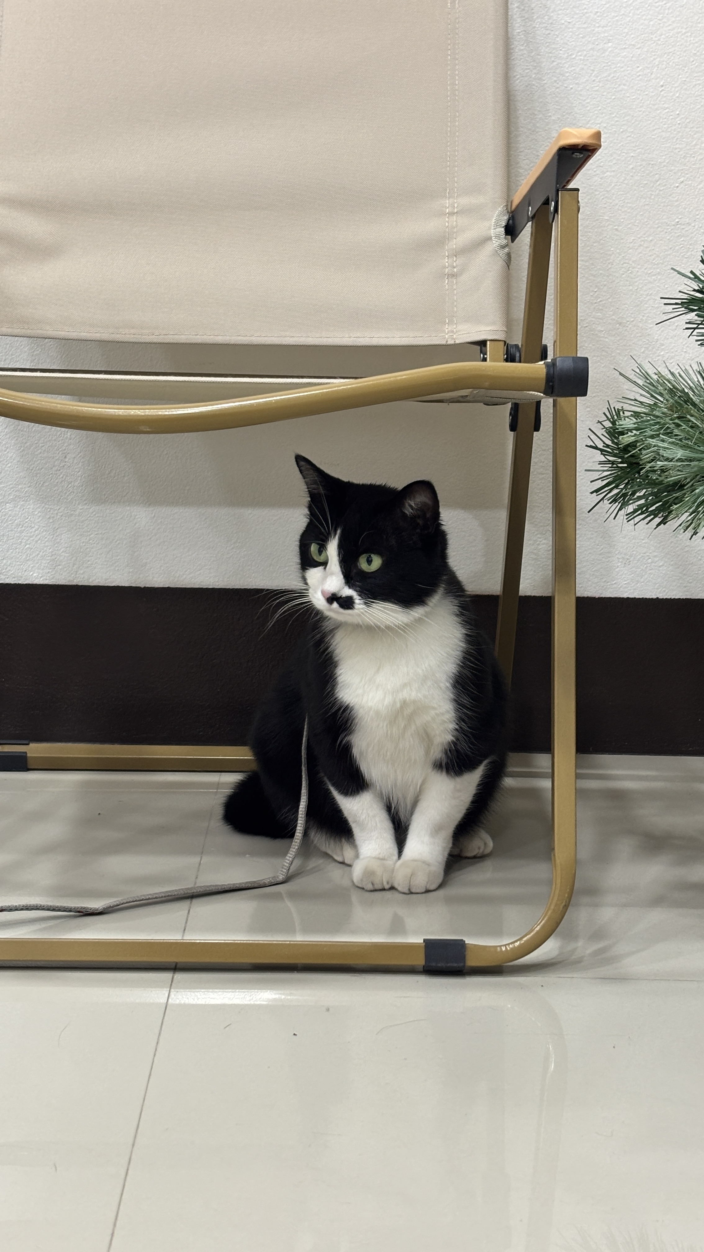 Pettrovert Animal Clinic