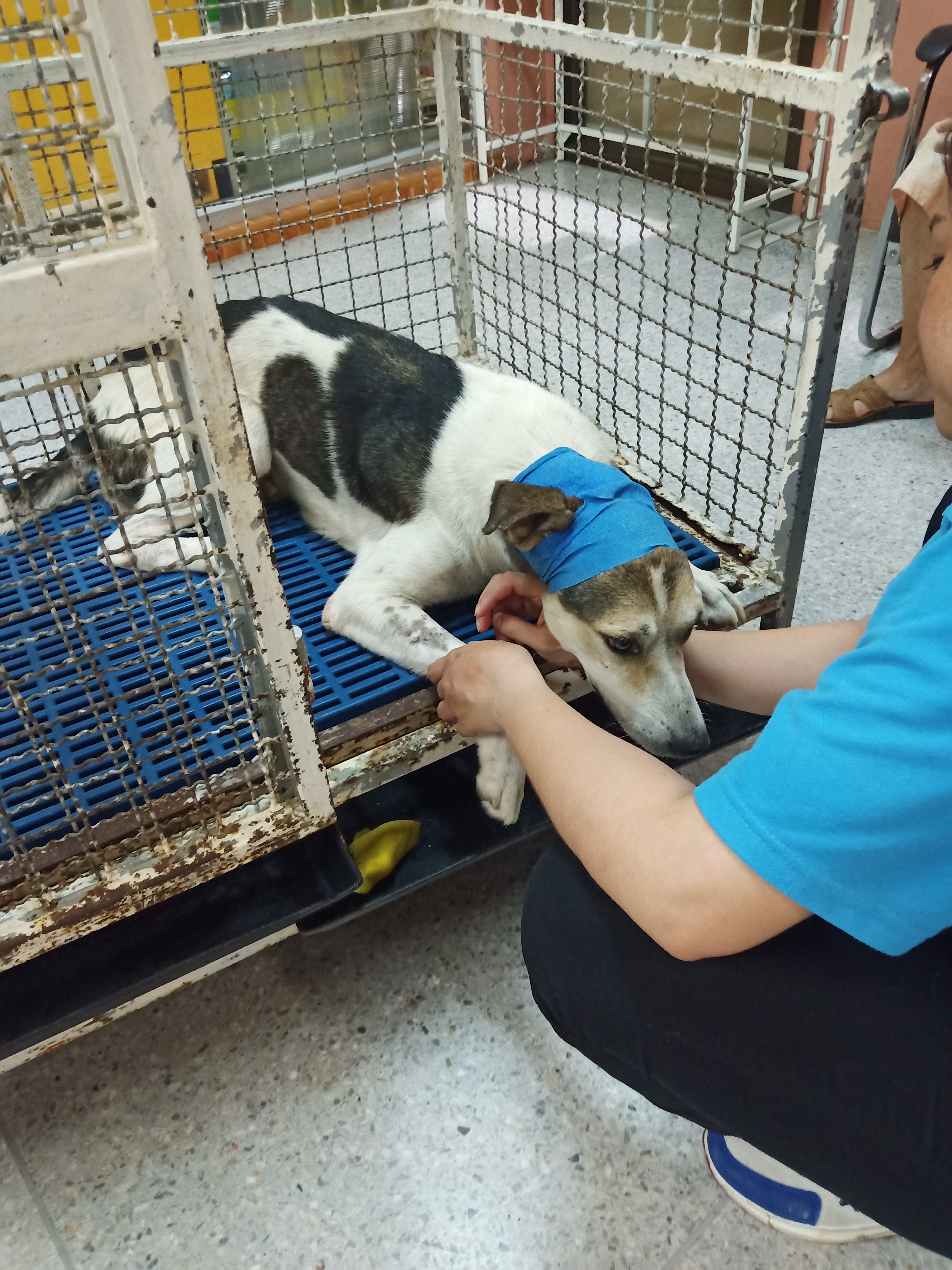 Sahamitr Animal hospital