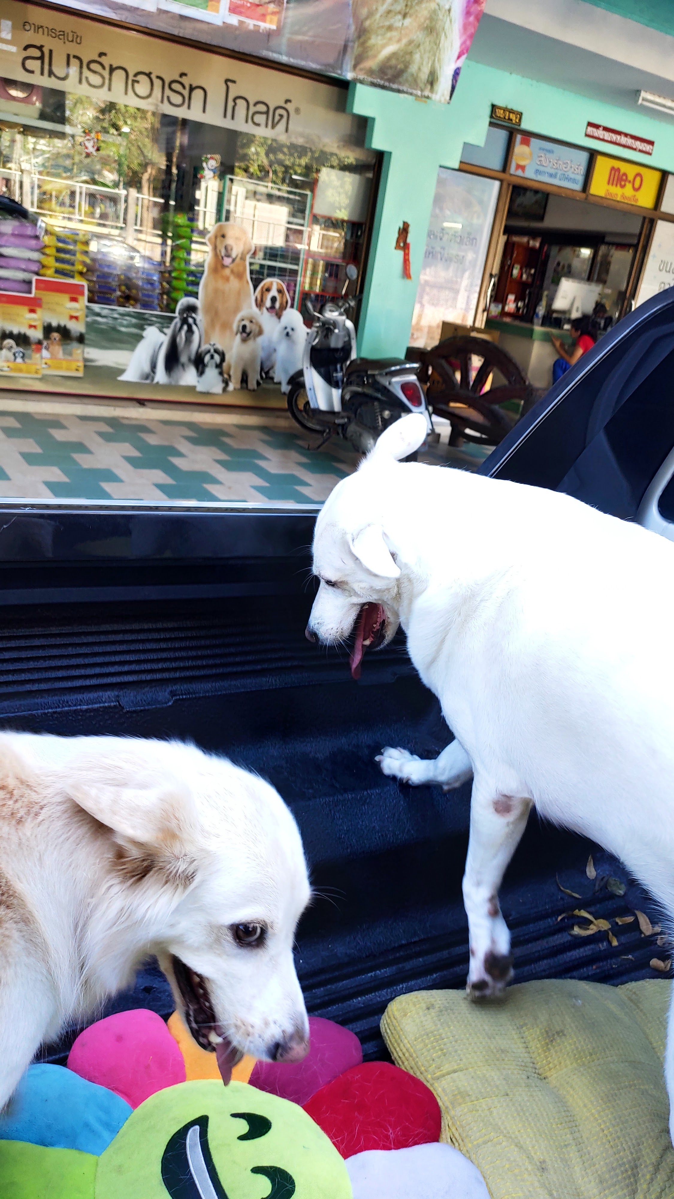 In front of the Animal Treatment District
