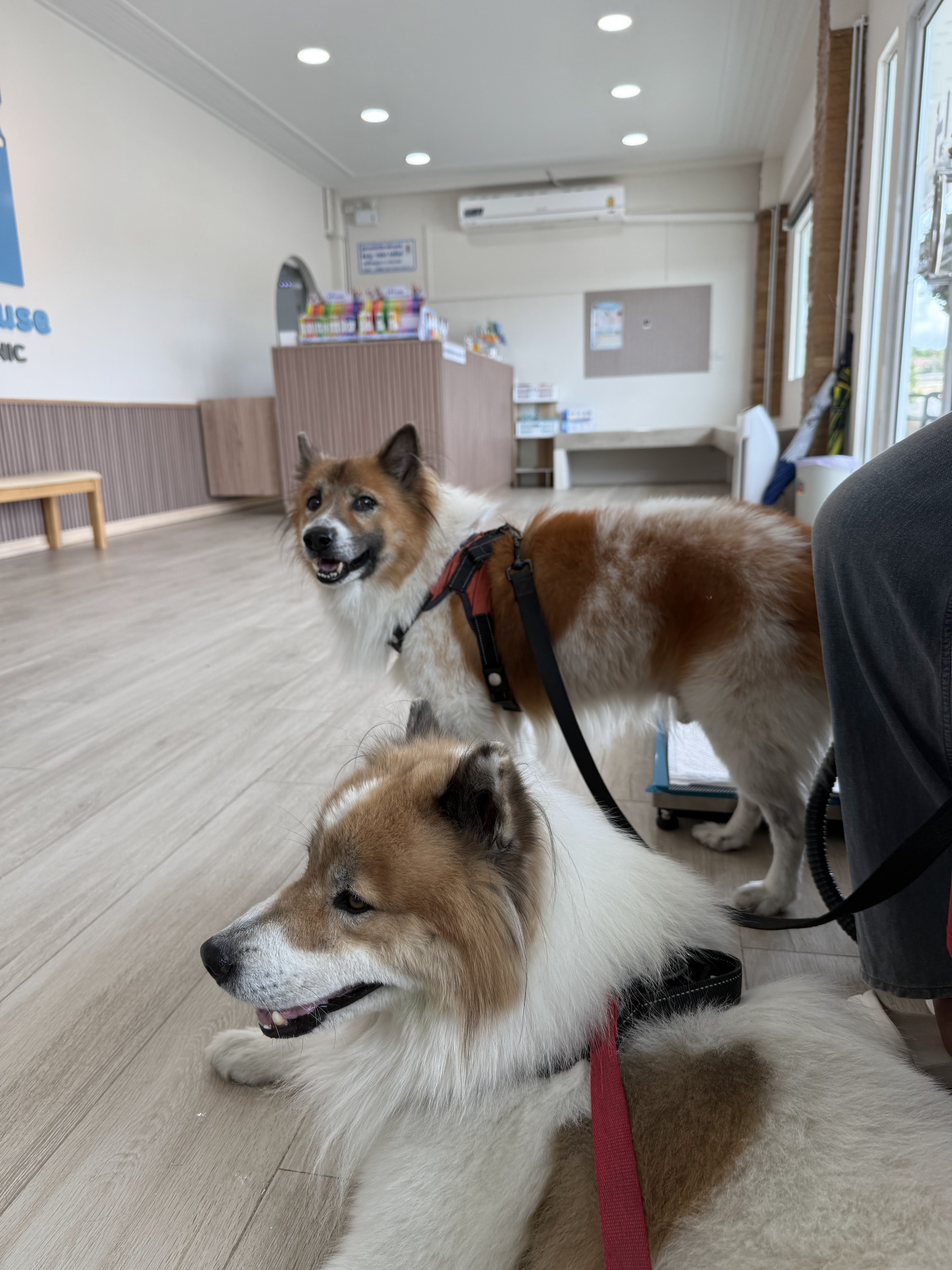 Life House Pet Clinic