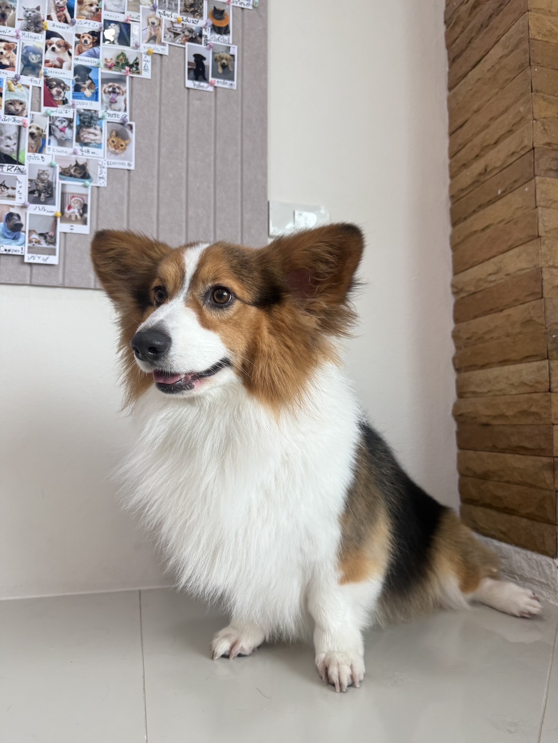 Life House Pet Clinic