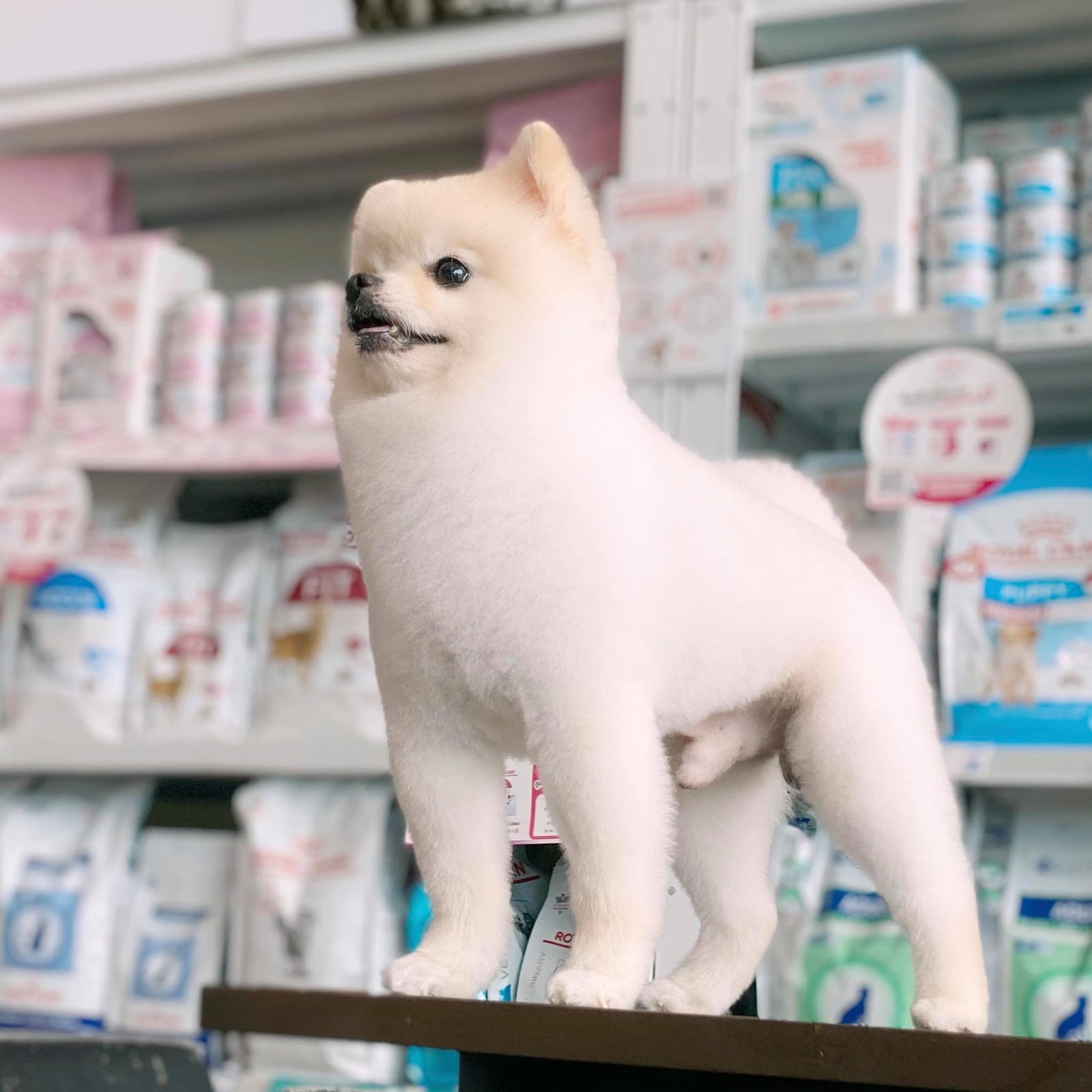 Mypet Animal Hospital