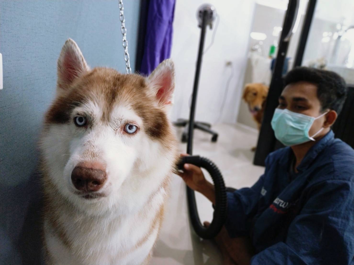 Mypet Animal Hospital