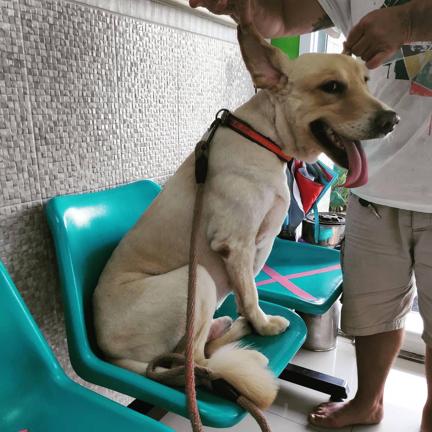 Na Jomtien Animal Hospital