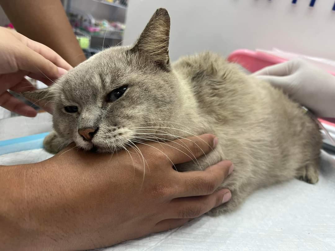 Nana Pet Clinic