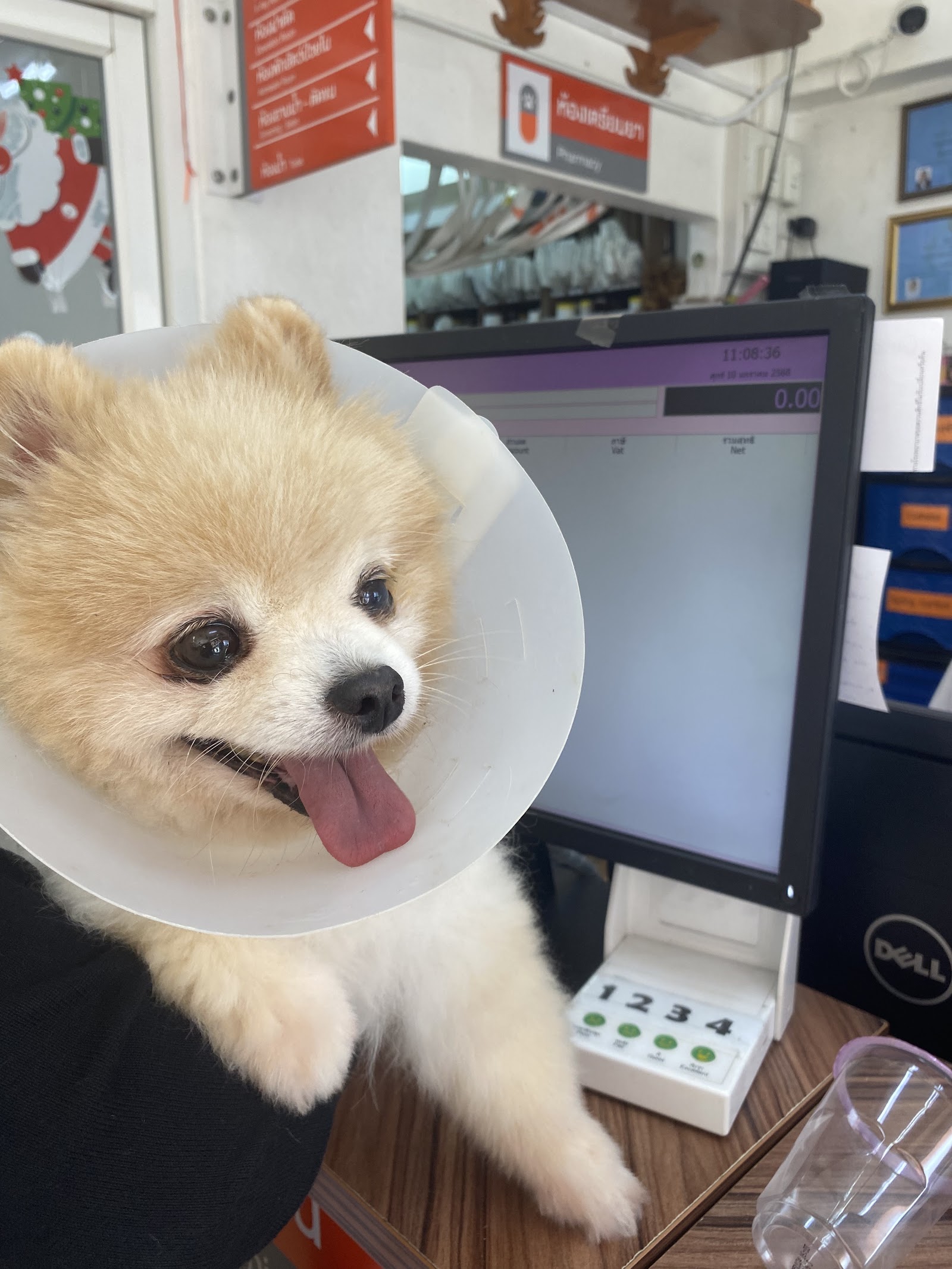 Pattaya Community Pet Hospital