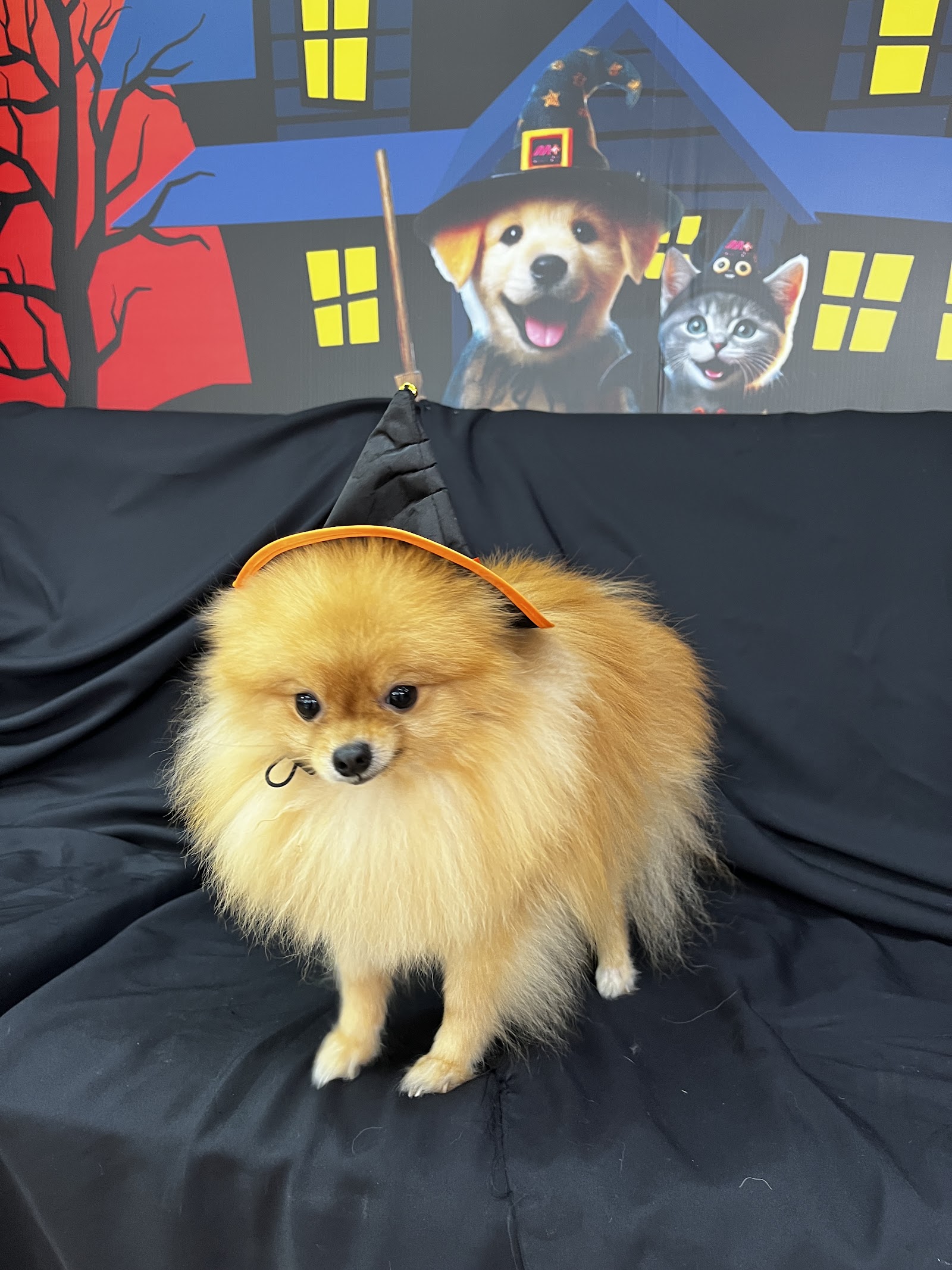 Pattaya Community Pet Hospital